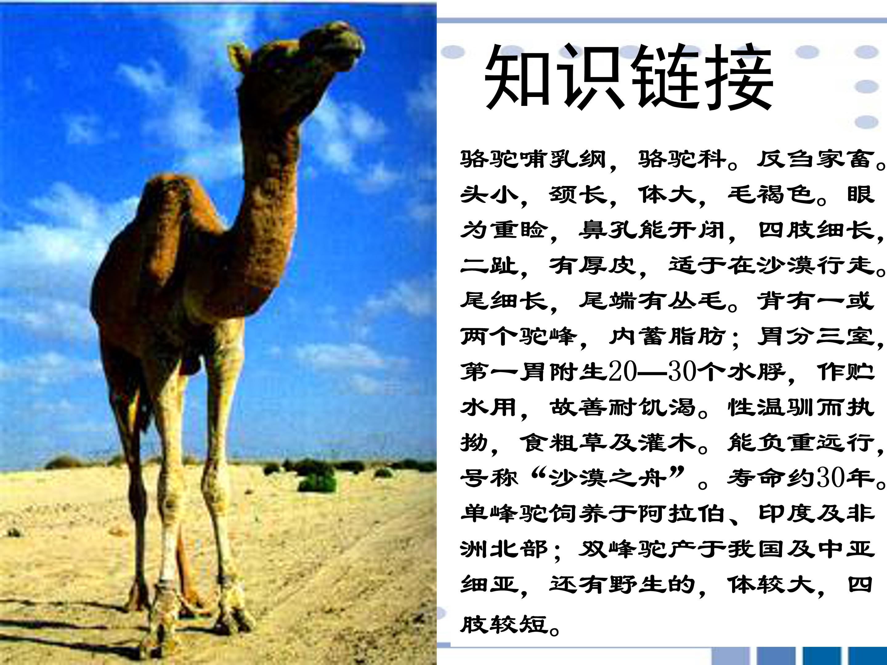 冬阳童年骆驼队ppt完美版 