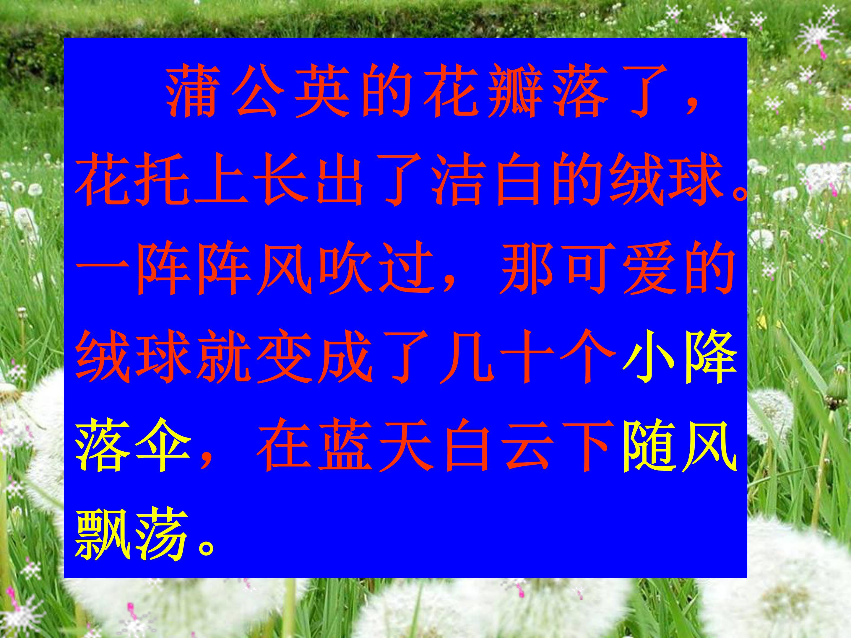 蒲公英ppt课件模板