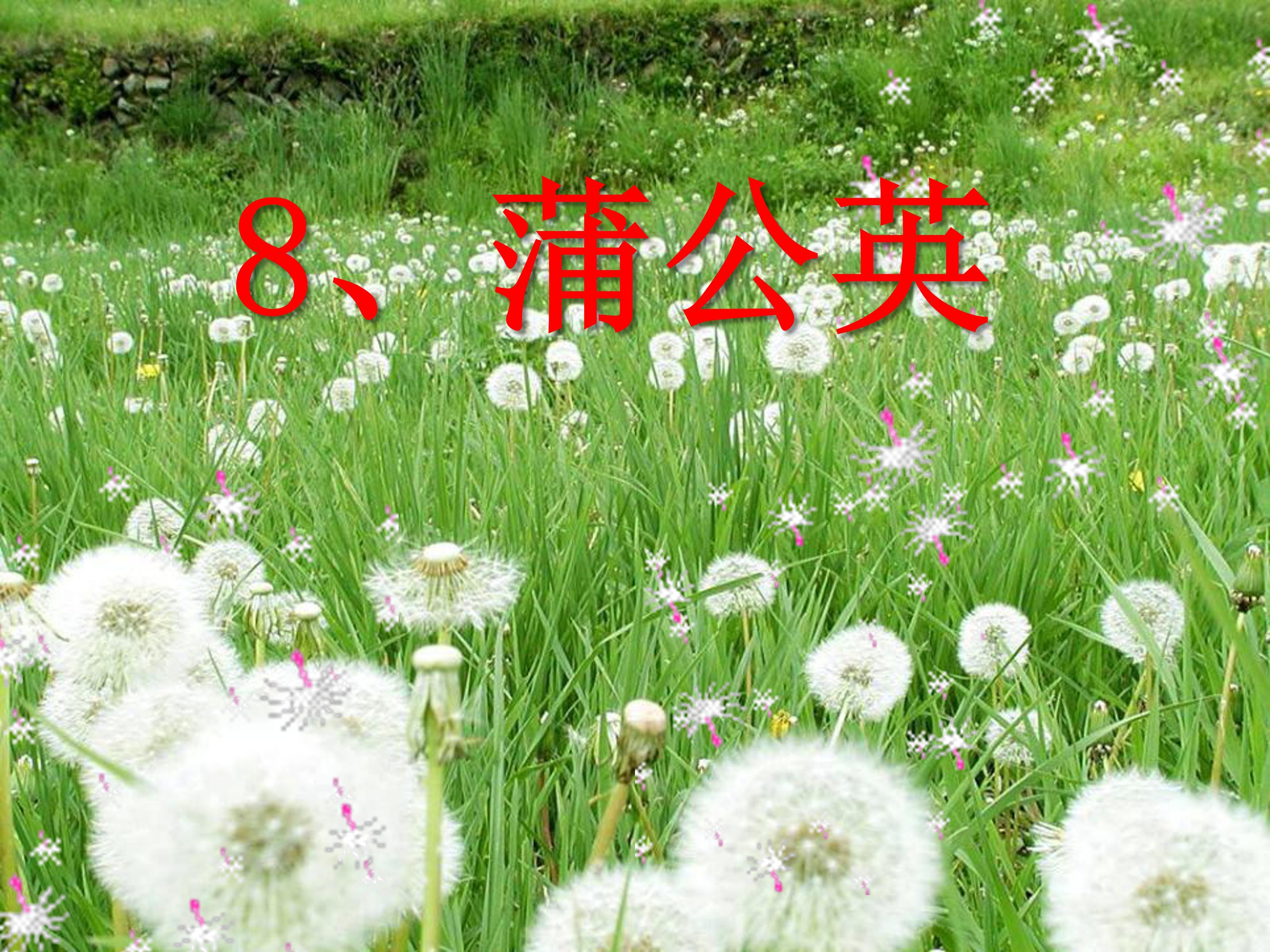 蒲公英ppt课件模板