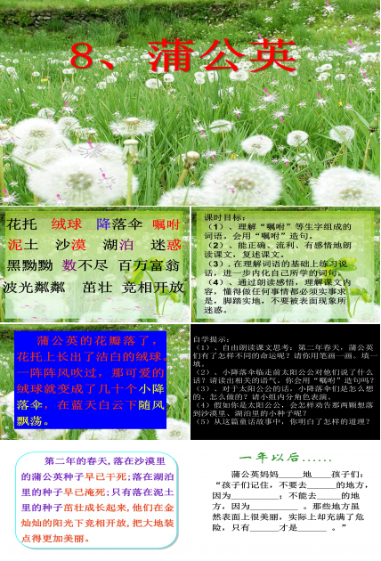 蒲公英ppt课件模板