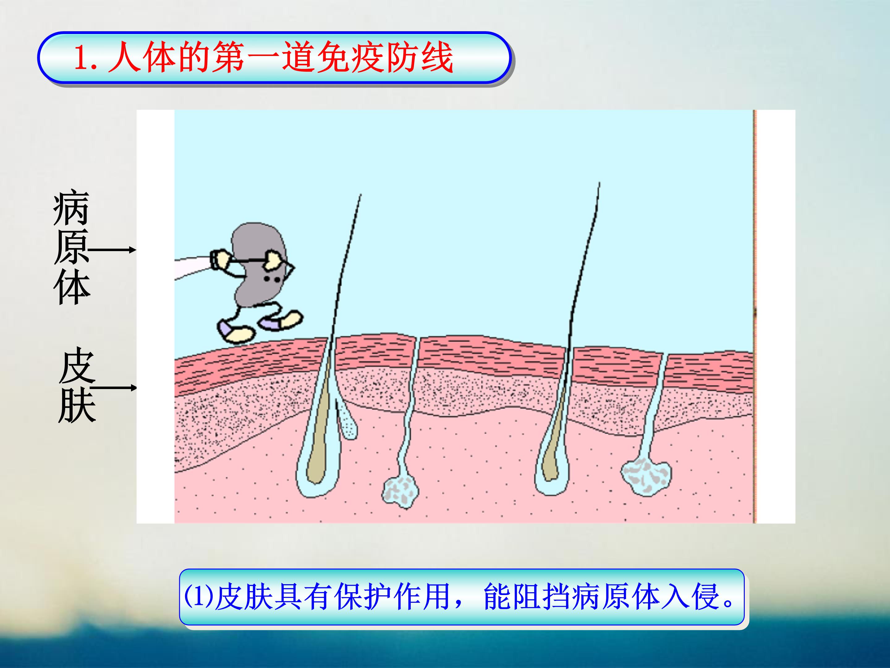 免疫系统ppt模板