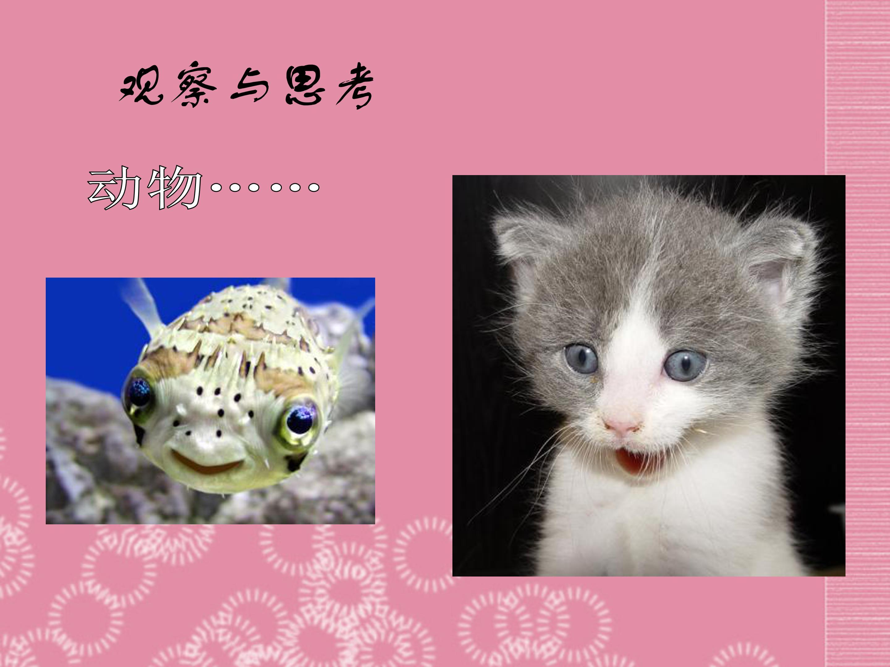 生物的特征ppt课件模板