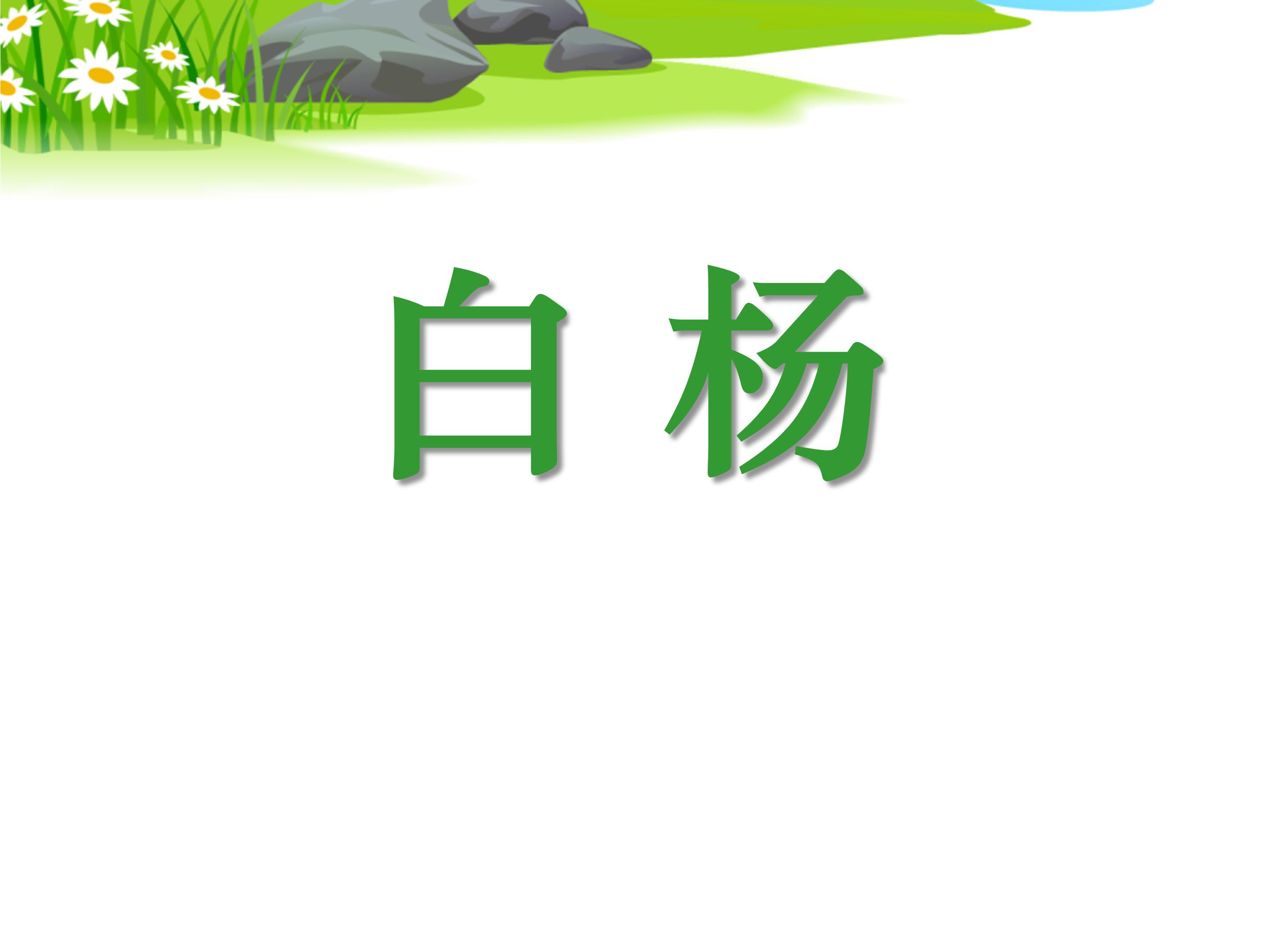 白杨ppt课件完美版