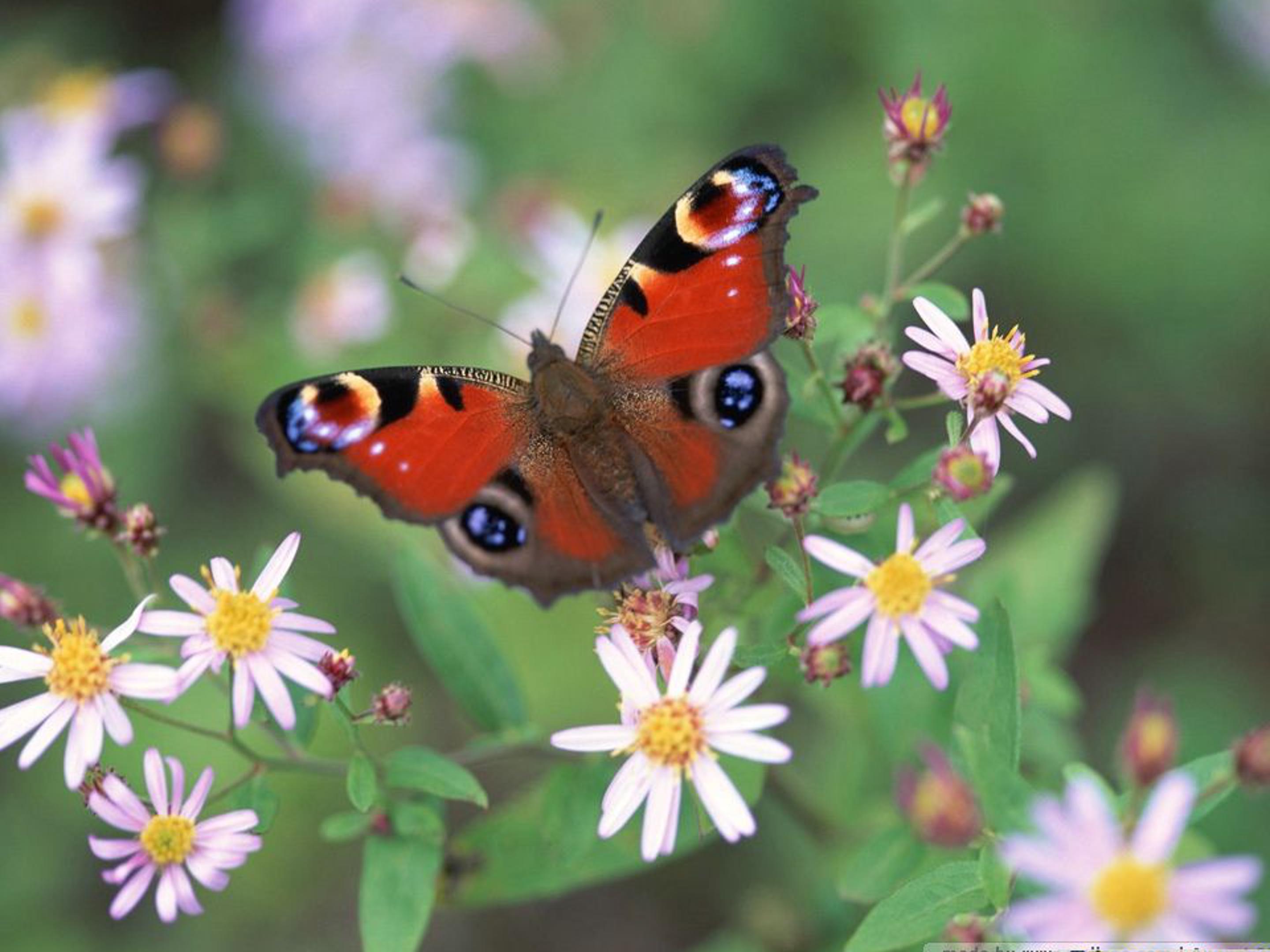 触摸春天ppt模板