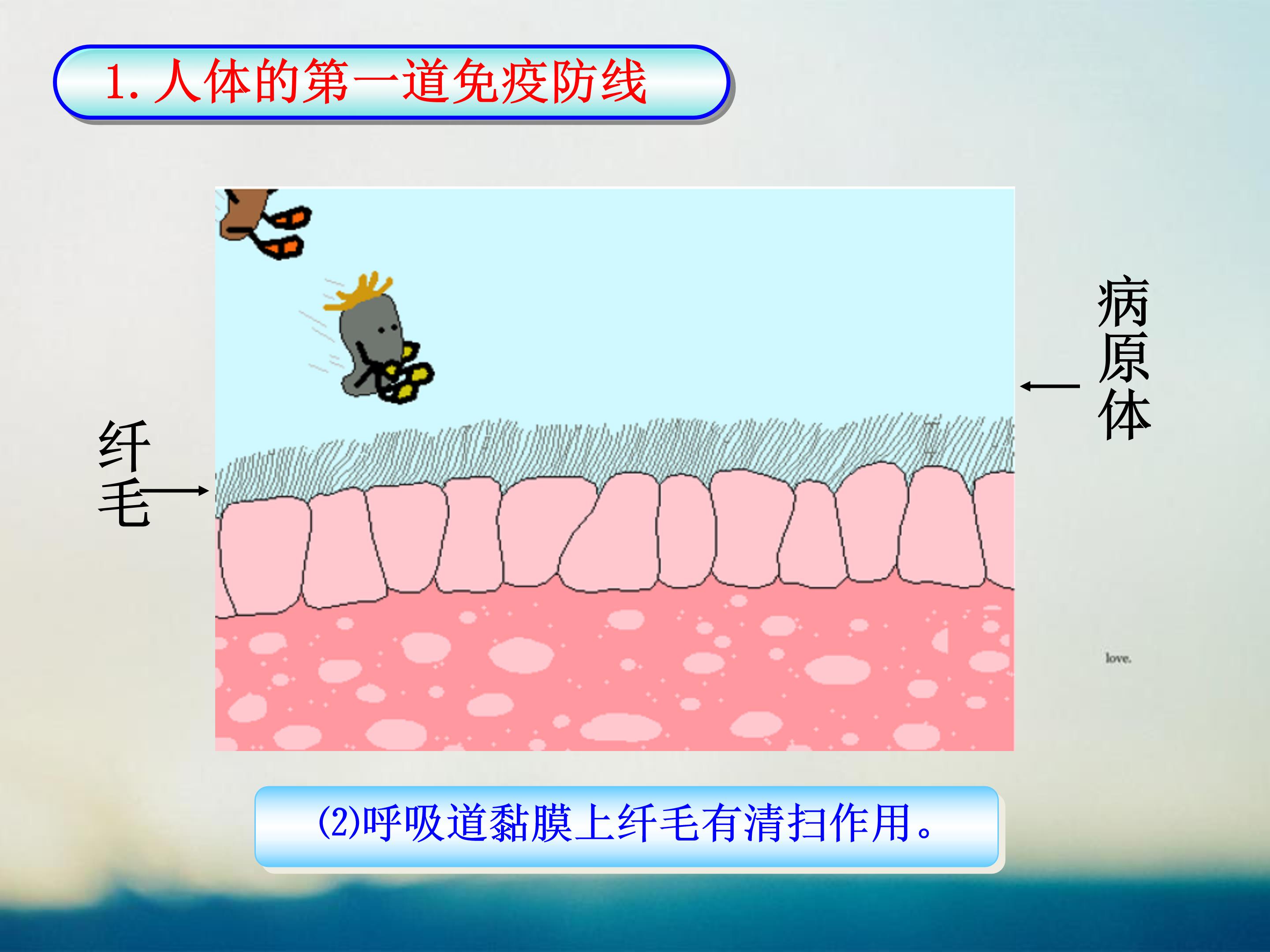 免疫系统ppt模板