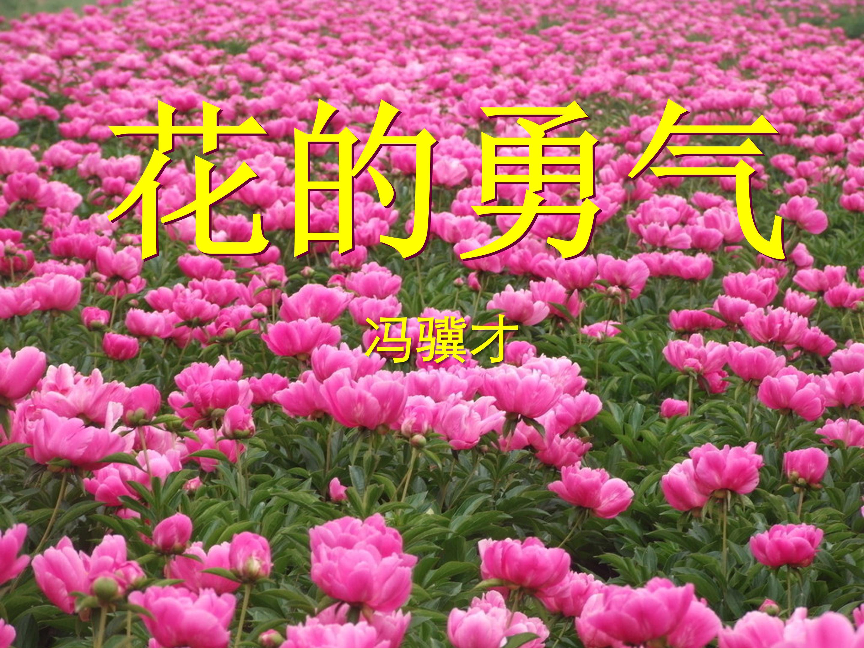 花的勇气ppt完美版