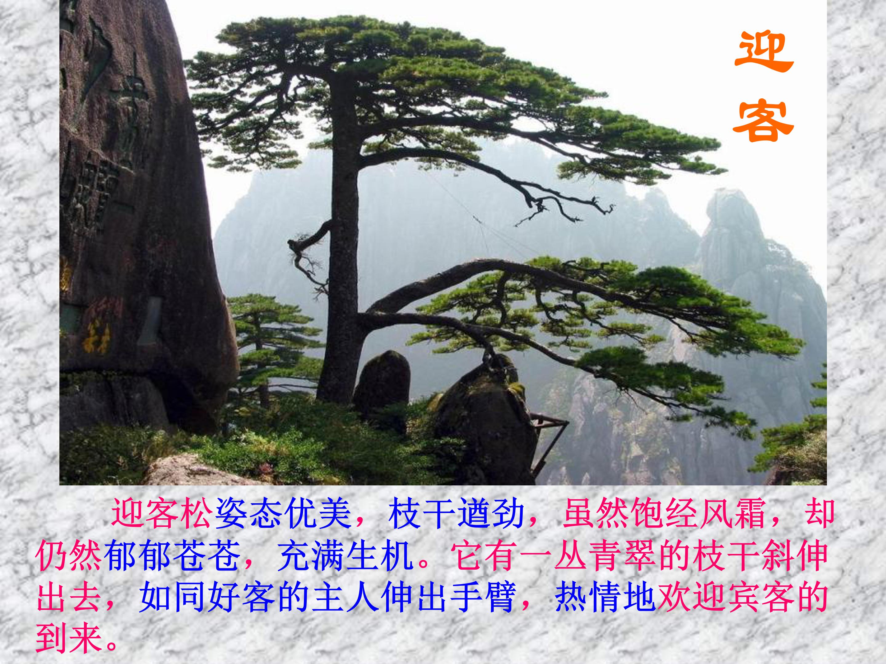 16黄山奇松ppt模板