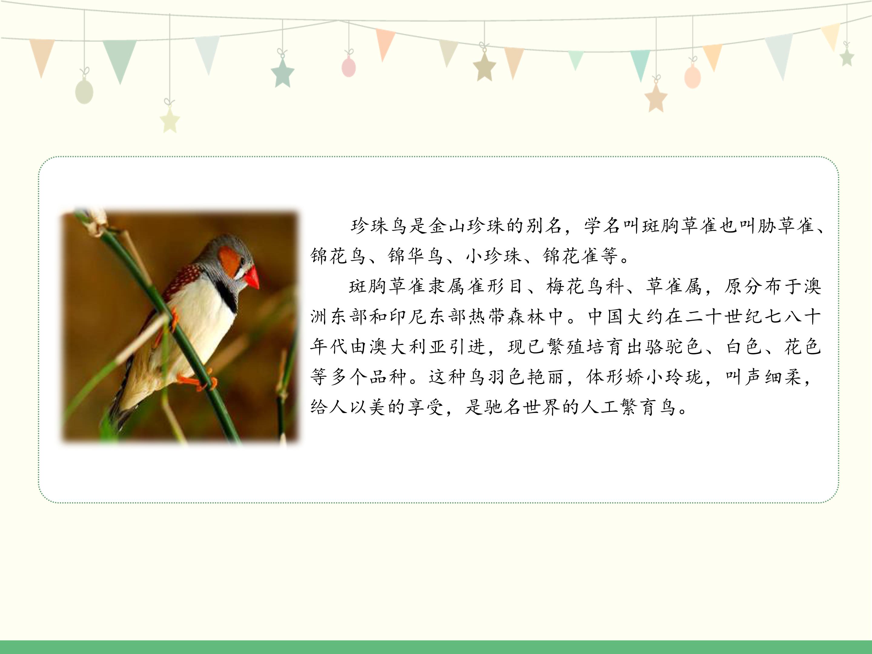 五年级上册珍珠鸟ppt模板