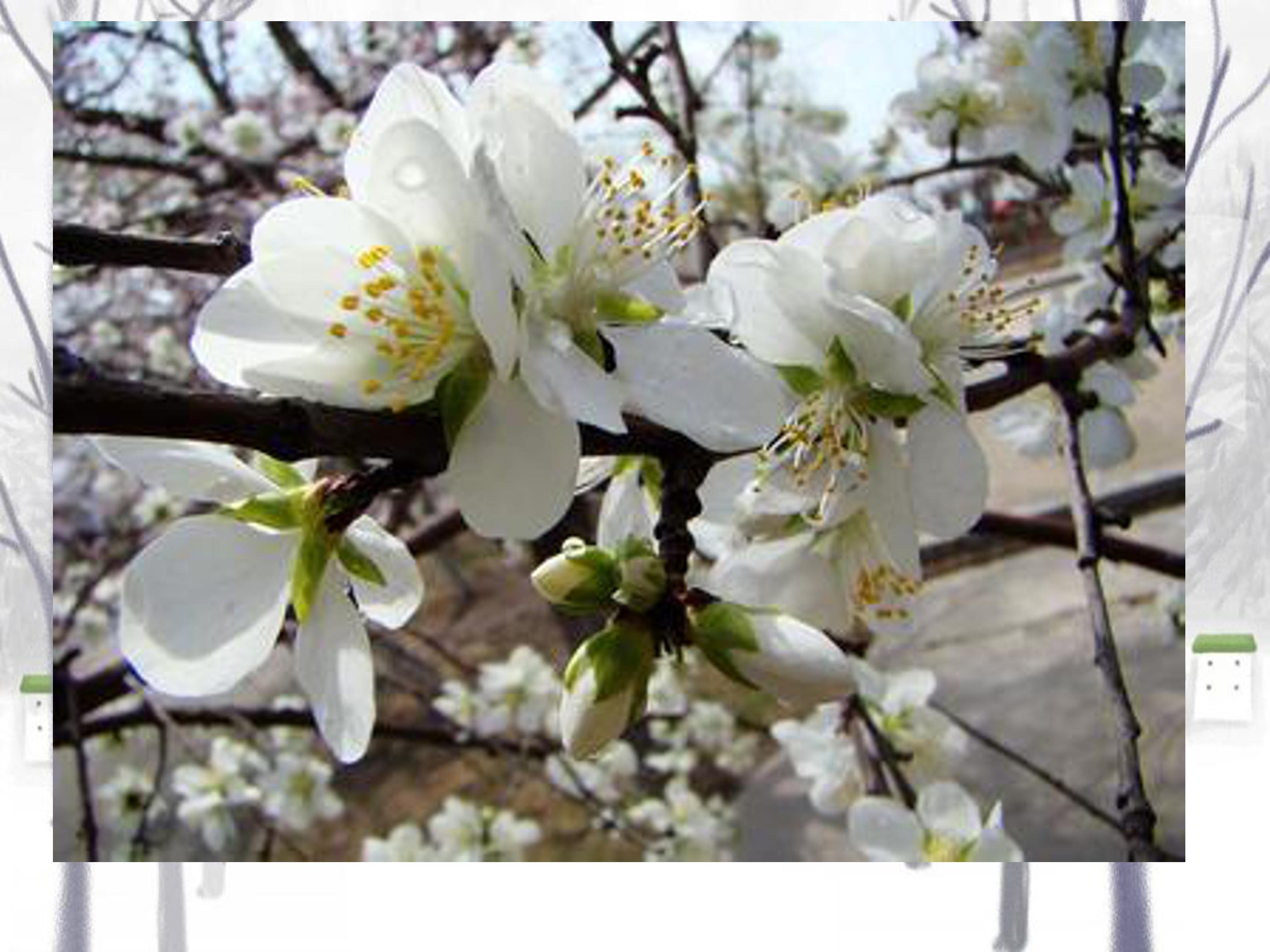 济南的冬天ppt课件9模板