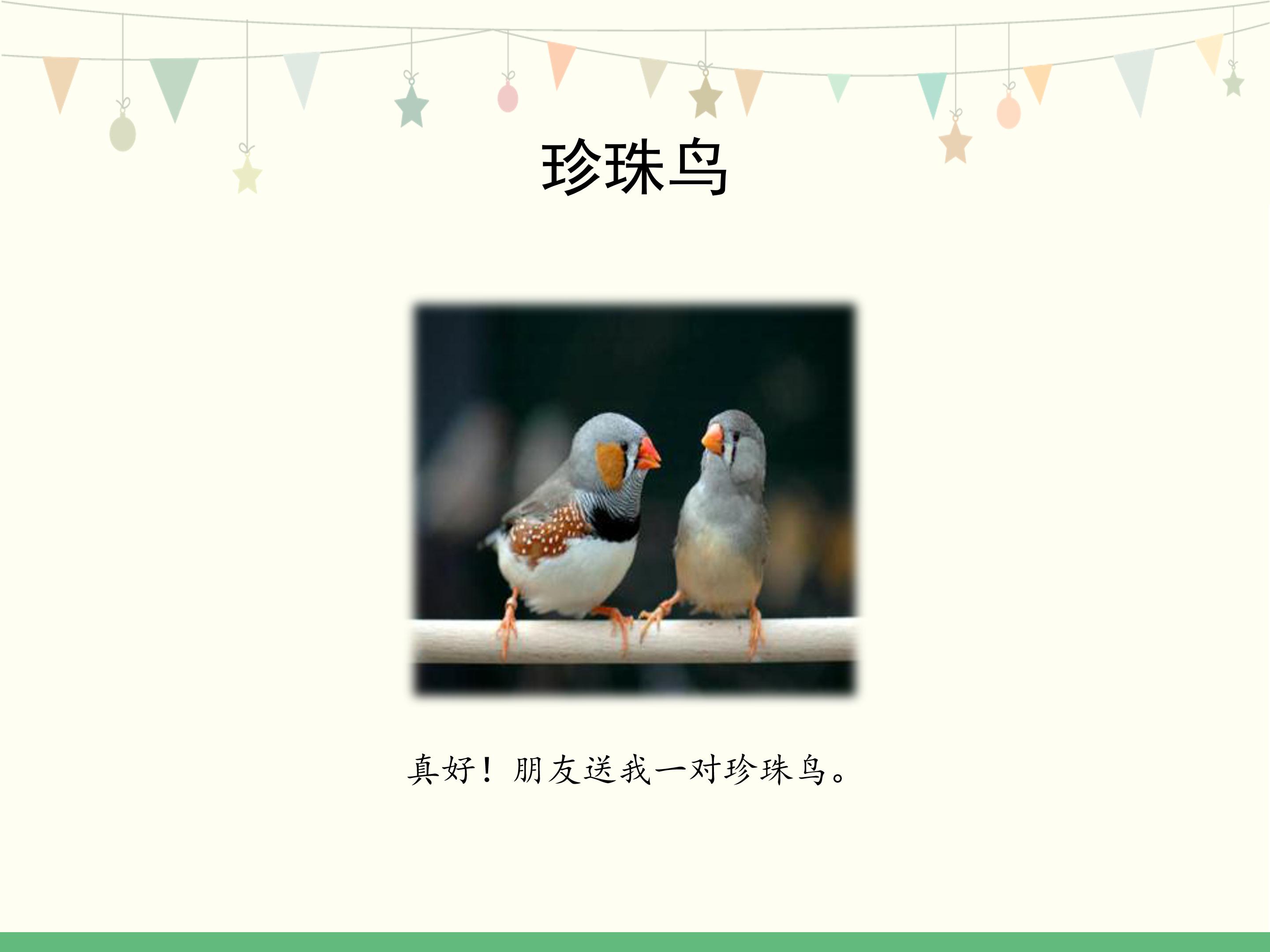 五年级上册珍珠鸟ppt模板