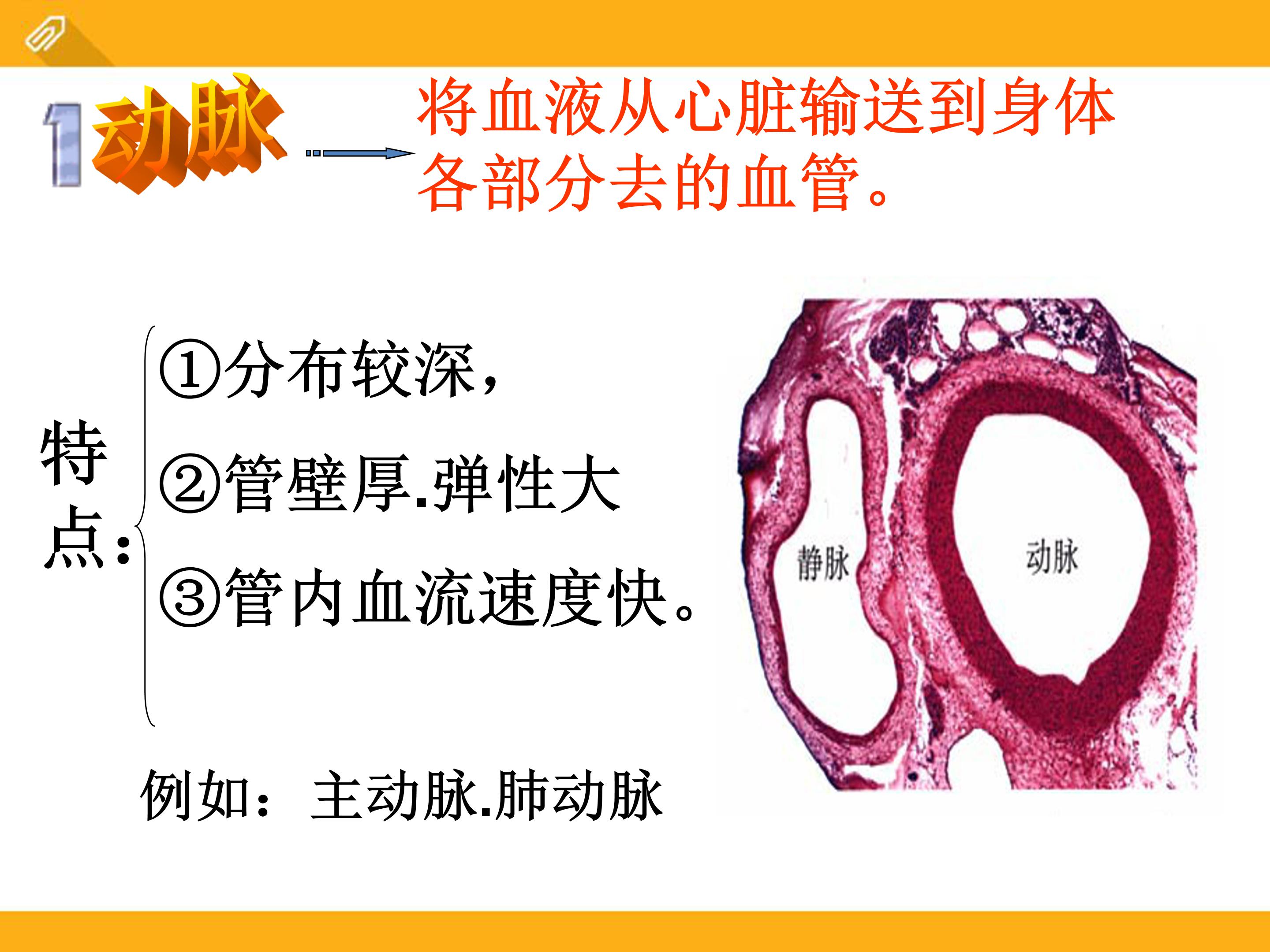 血液循环ppt课件模板