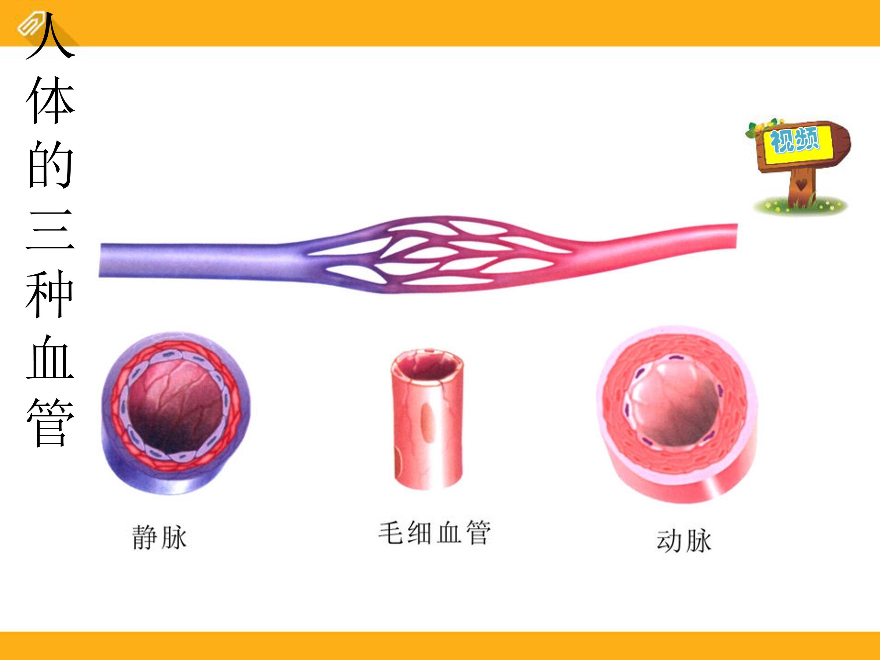 血液循环ppt课件模板