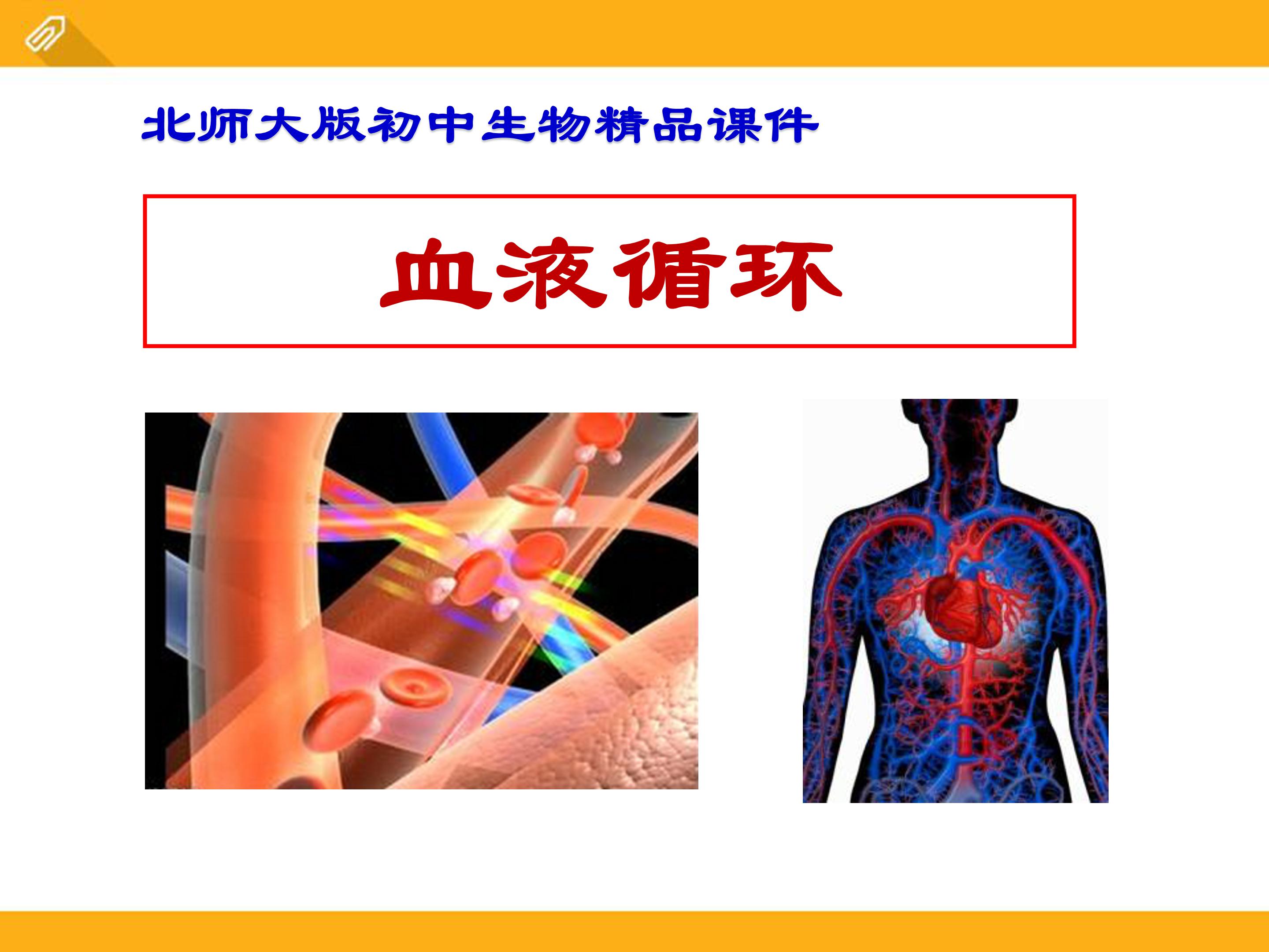 血液循环ppt课件模板