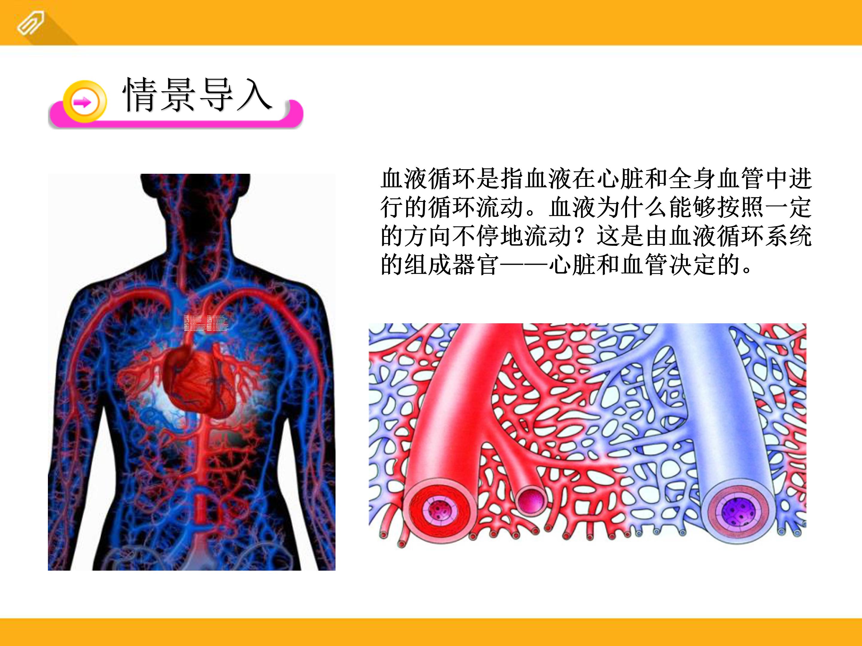 血液循环ppt课件模板