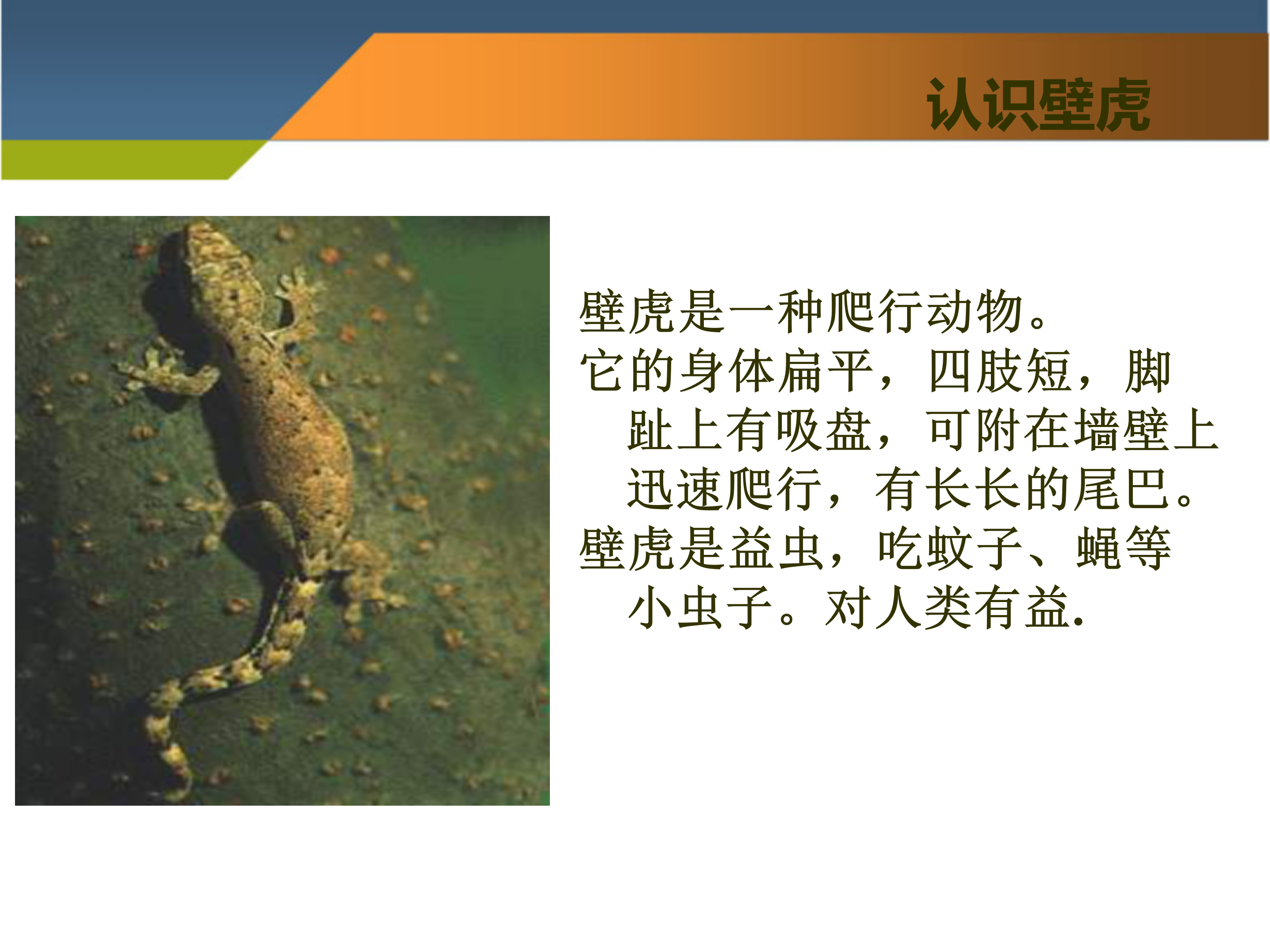 语文课件《小壁虎借尾巴》PPT下载