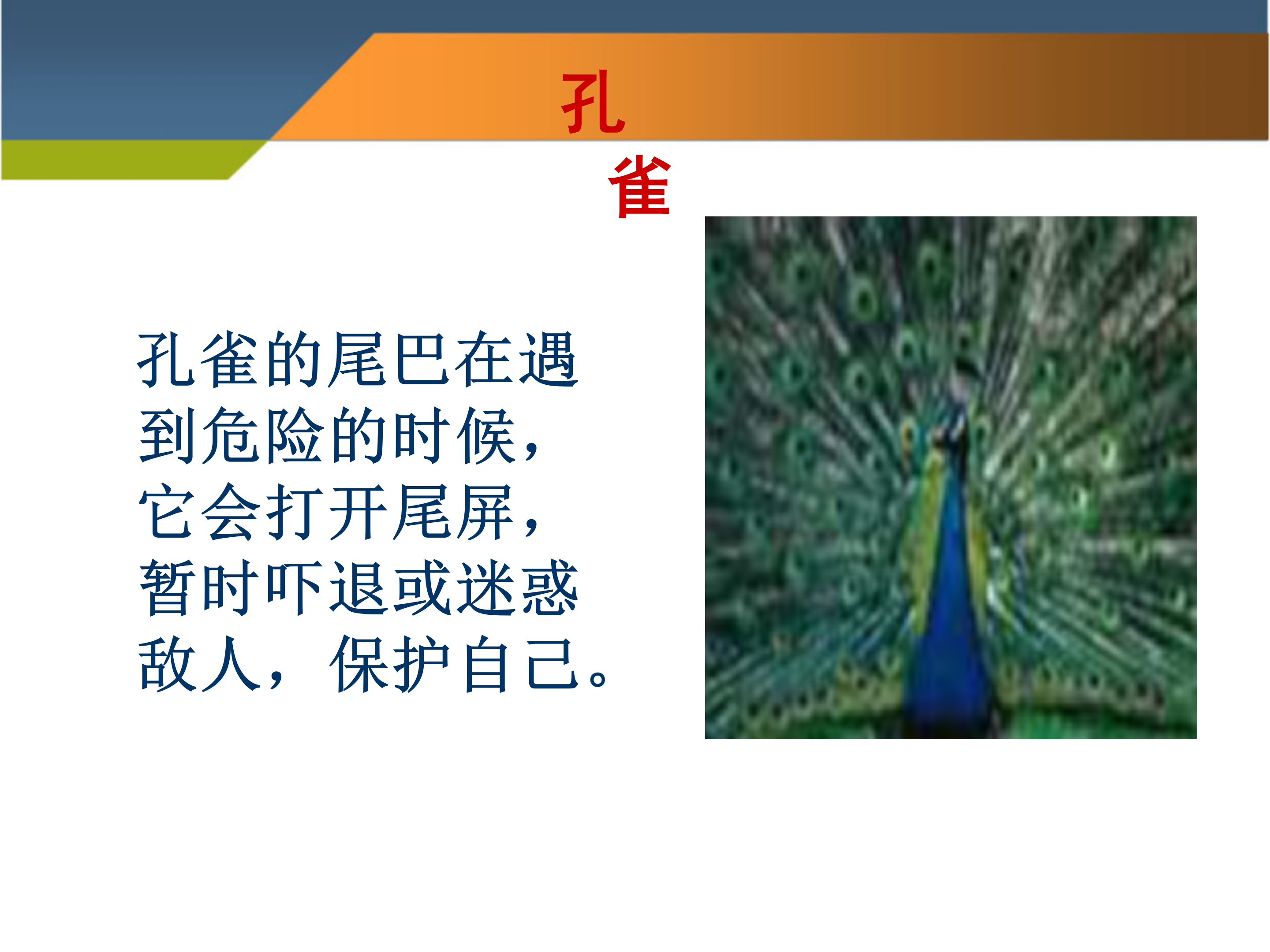 语文课件《小壁虎借尾巴》PPT下载