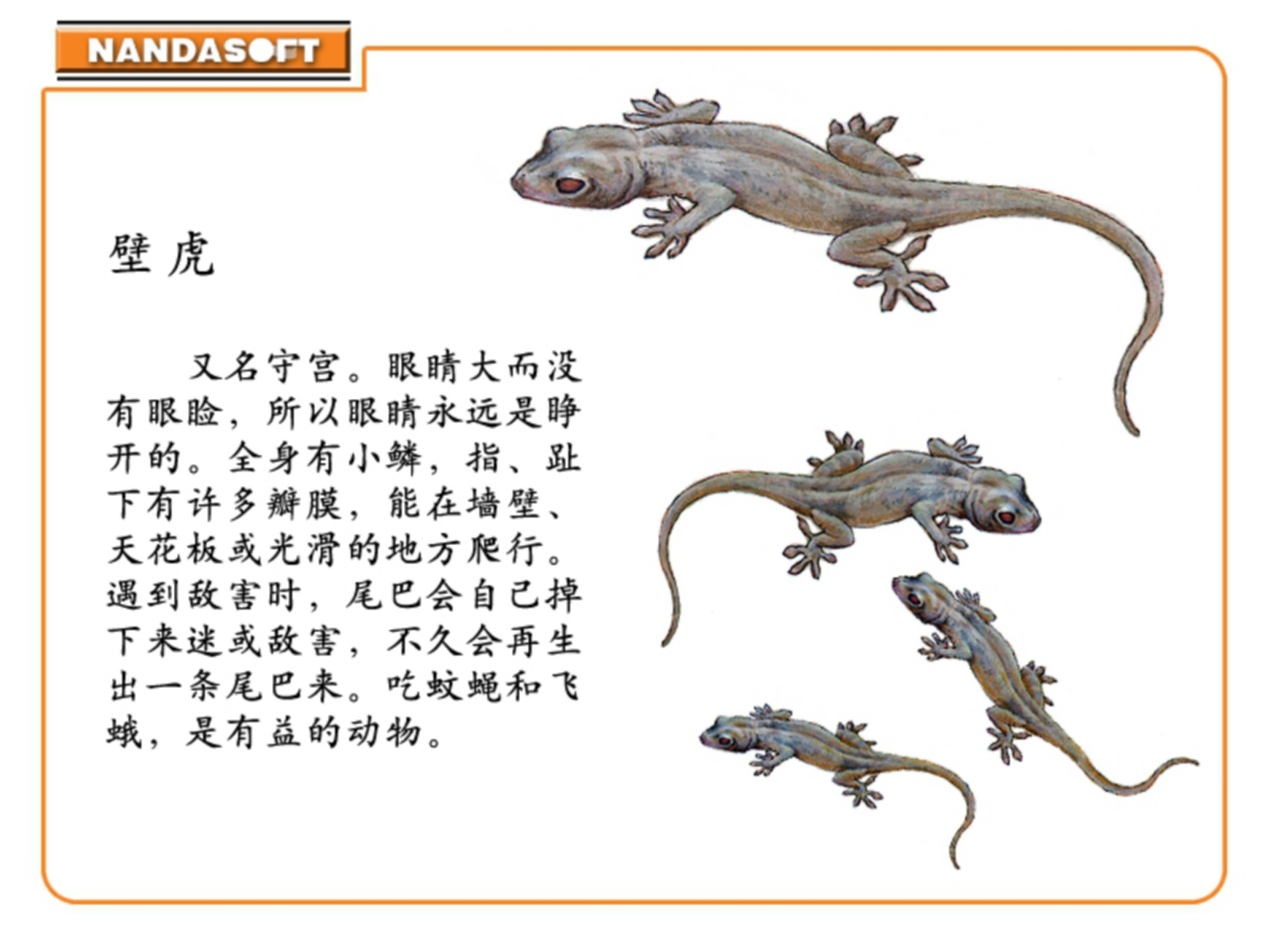 语文课件小壁虎借尾巴PPT模板