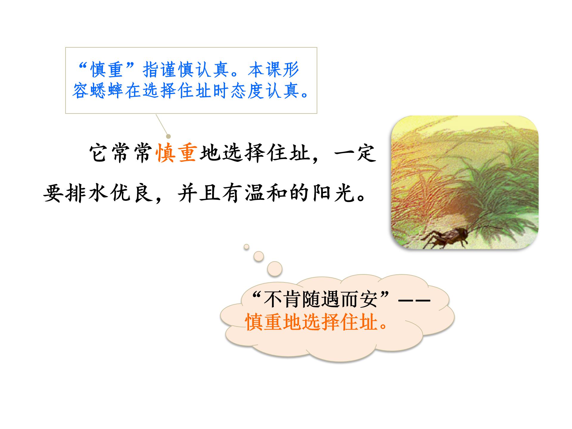 蟋蟀的住宅2ppt模板