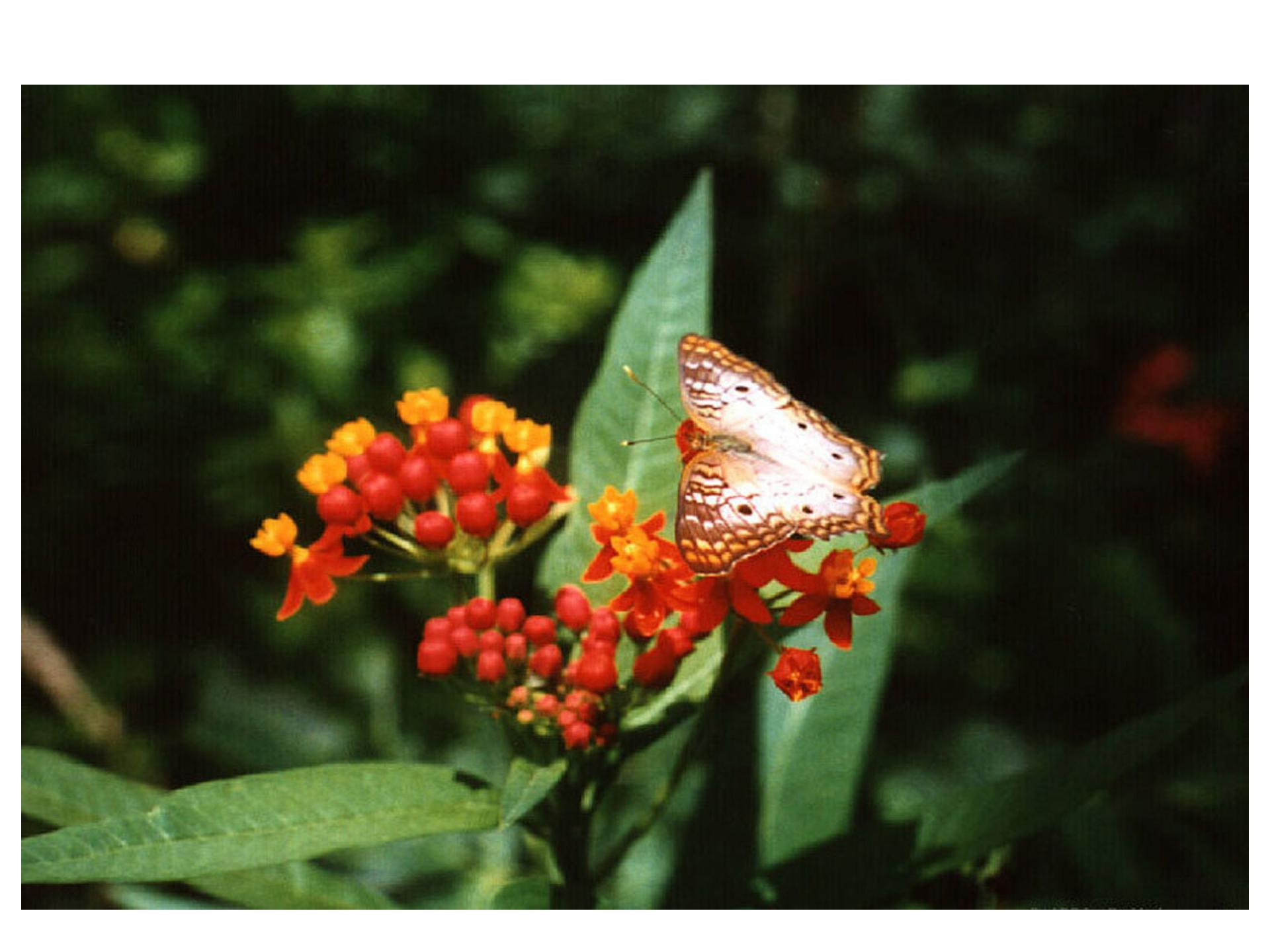 台湾的蝴蝶谷ppt模板