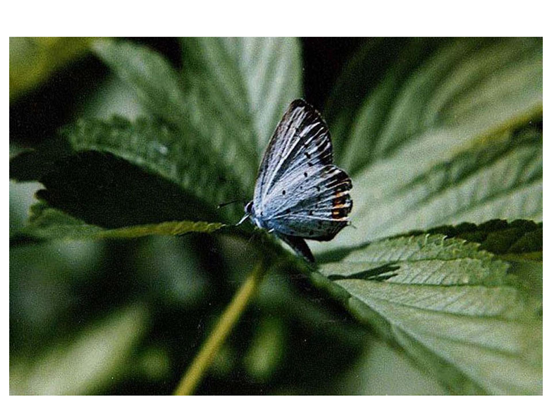 台湾的蝴蝶谷ppt模板