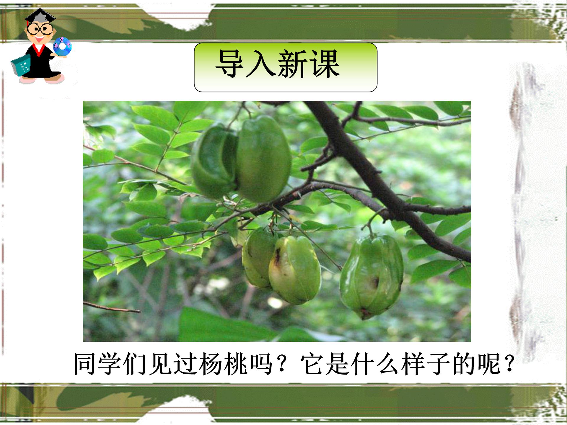 画杨桃公开课ppt课件