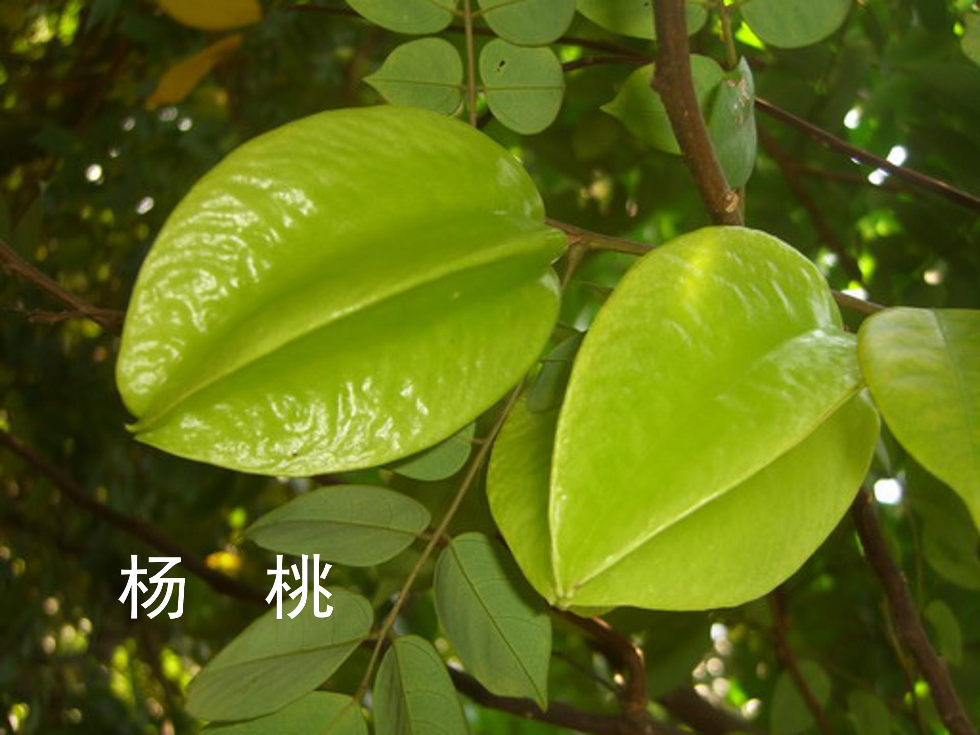 画杨桃公开课ppt课件