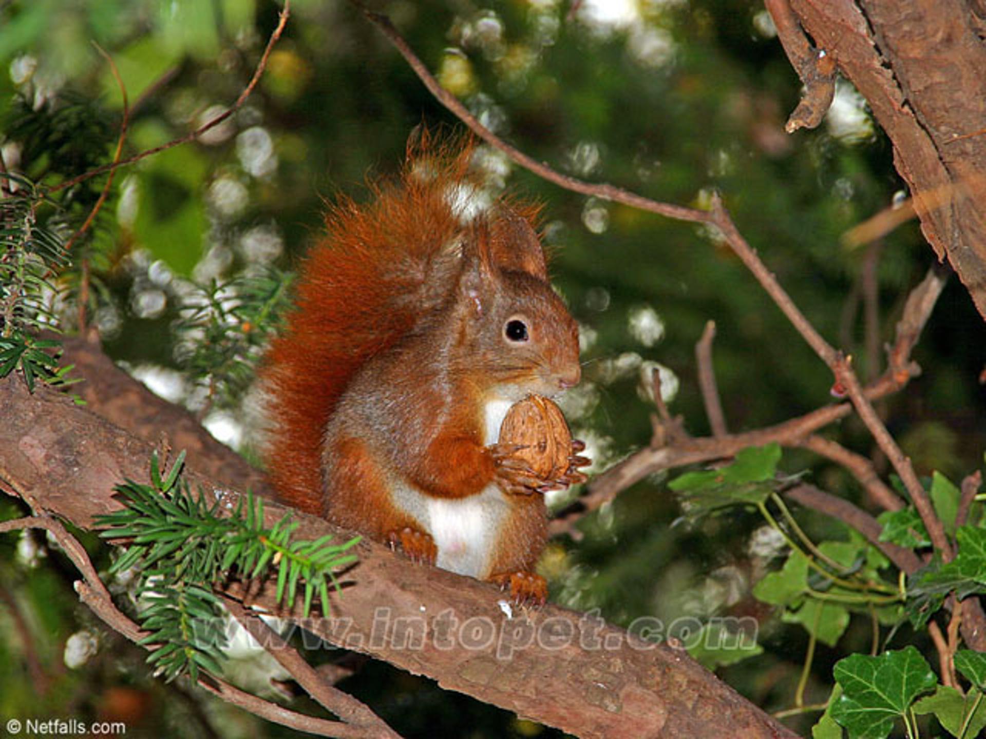 小松鼠找花生ppt课件