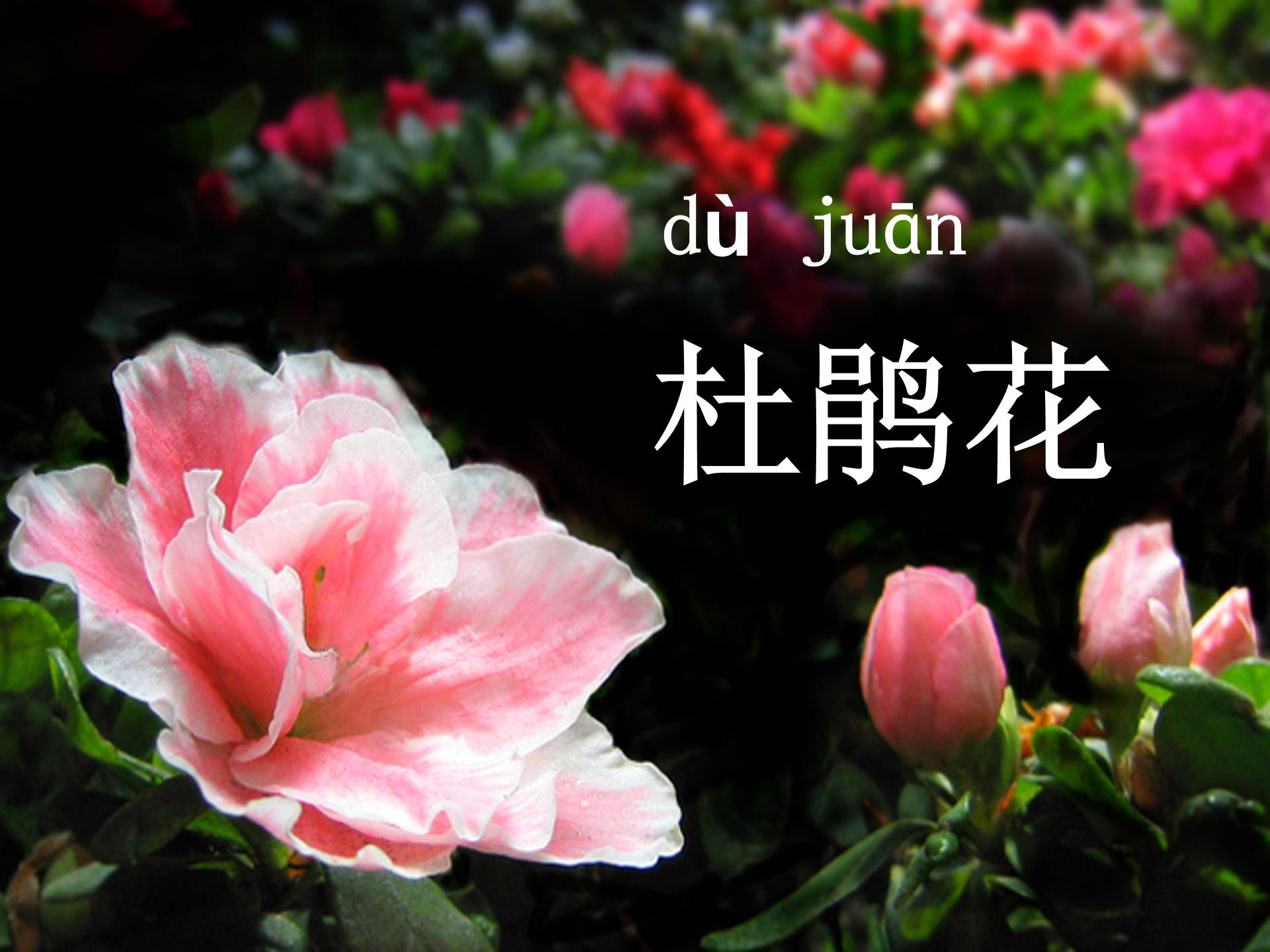 泉水ppt模板课件