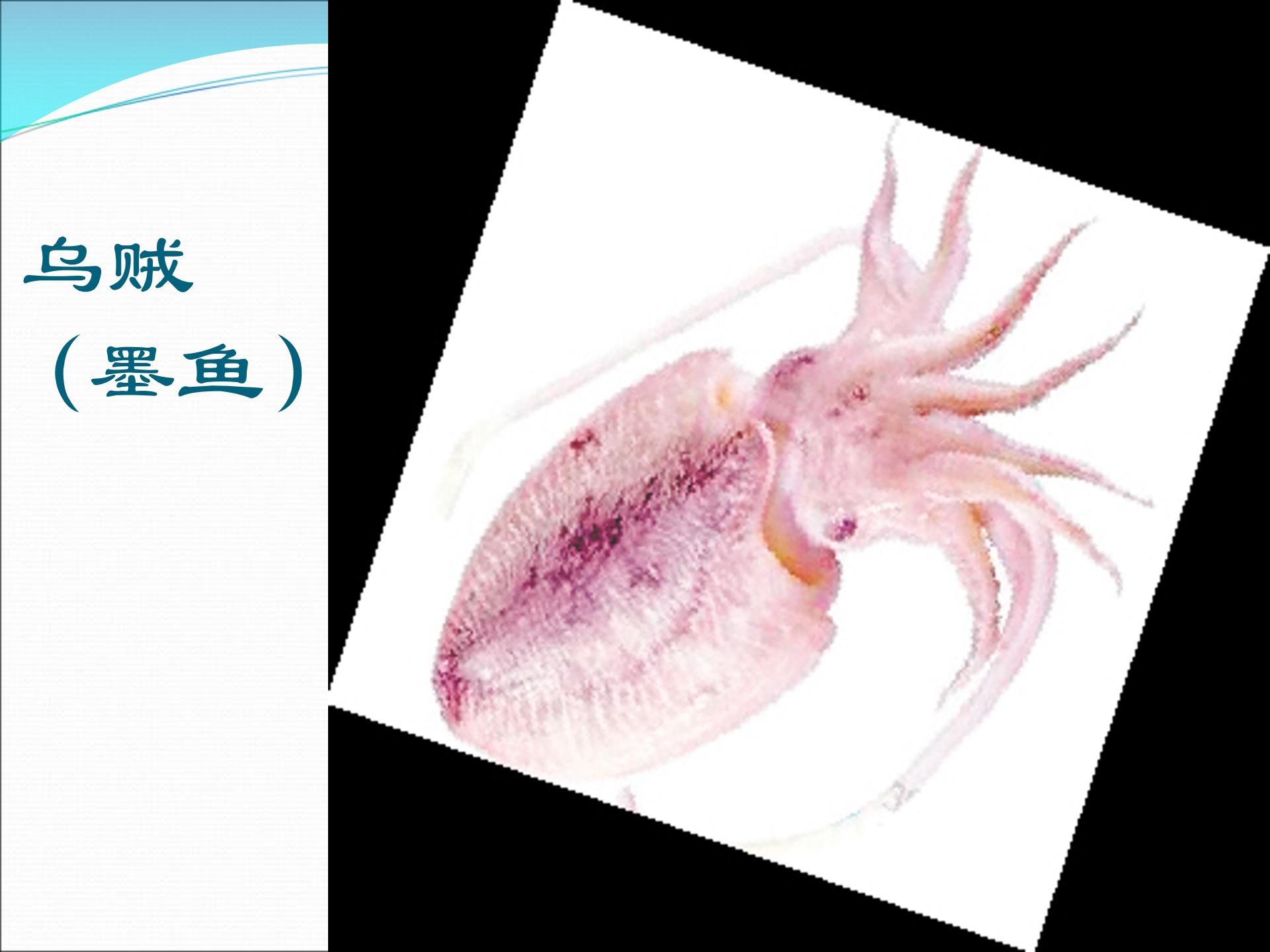 软体动物和节肢动物ppt模板