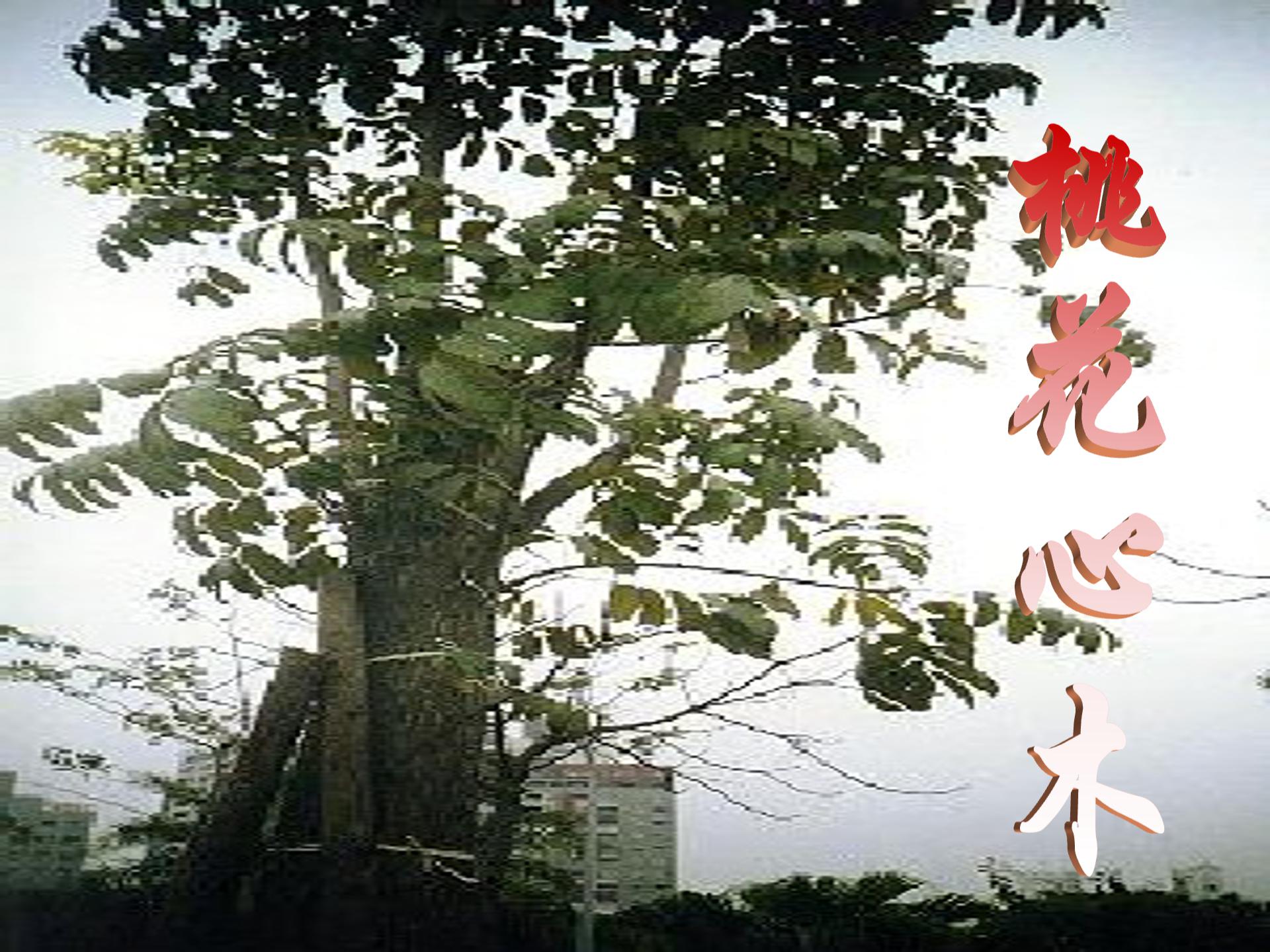 桃花心木ppt模板