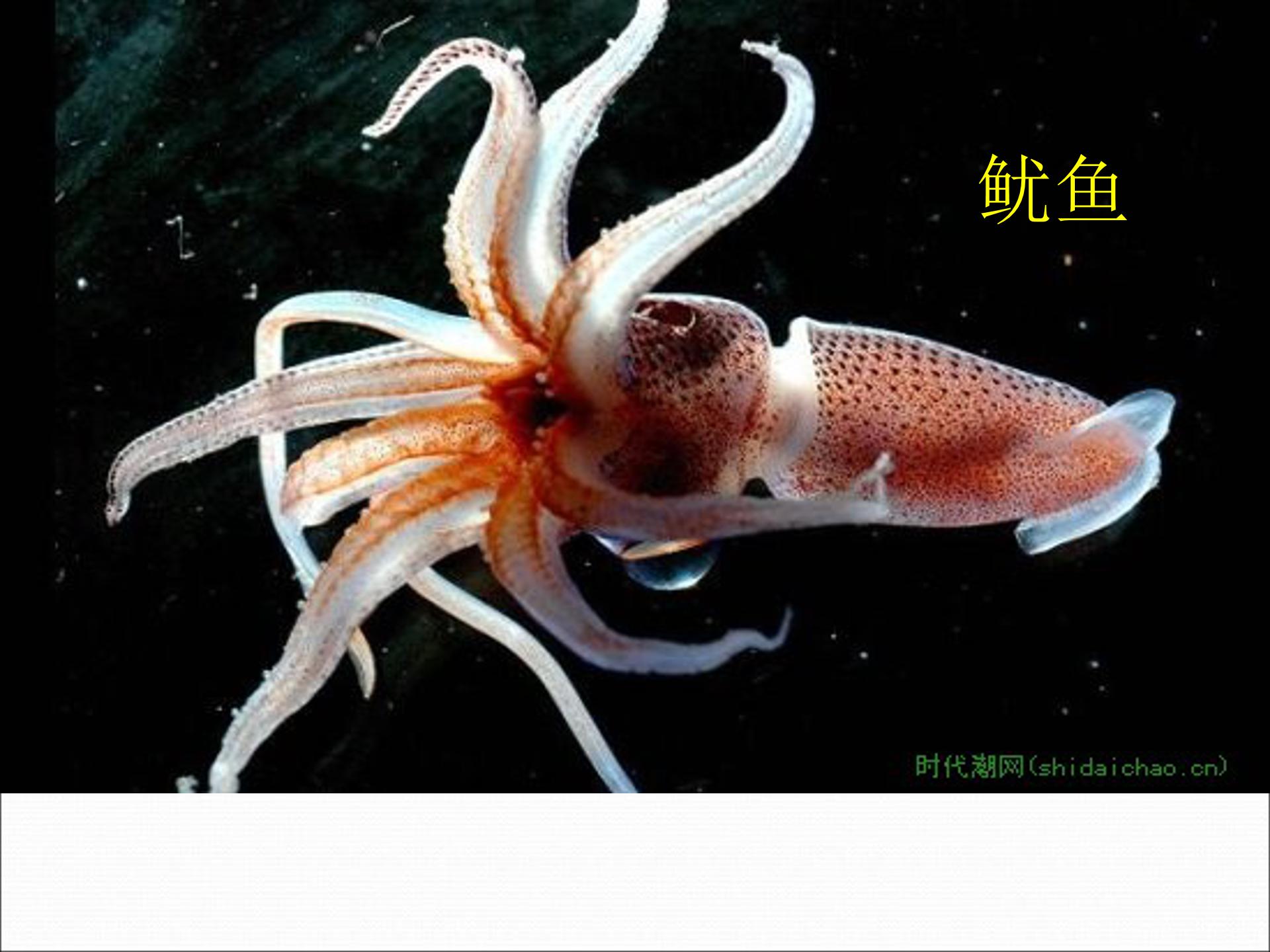 软体动物和节肢动物ppt模板