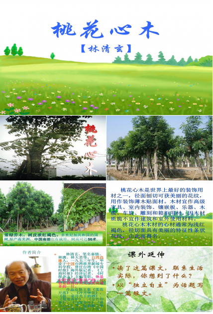 桃花心木ppt模板