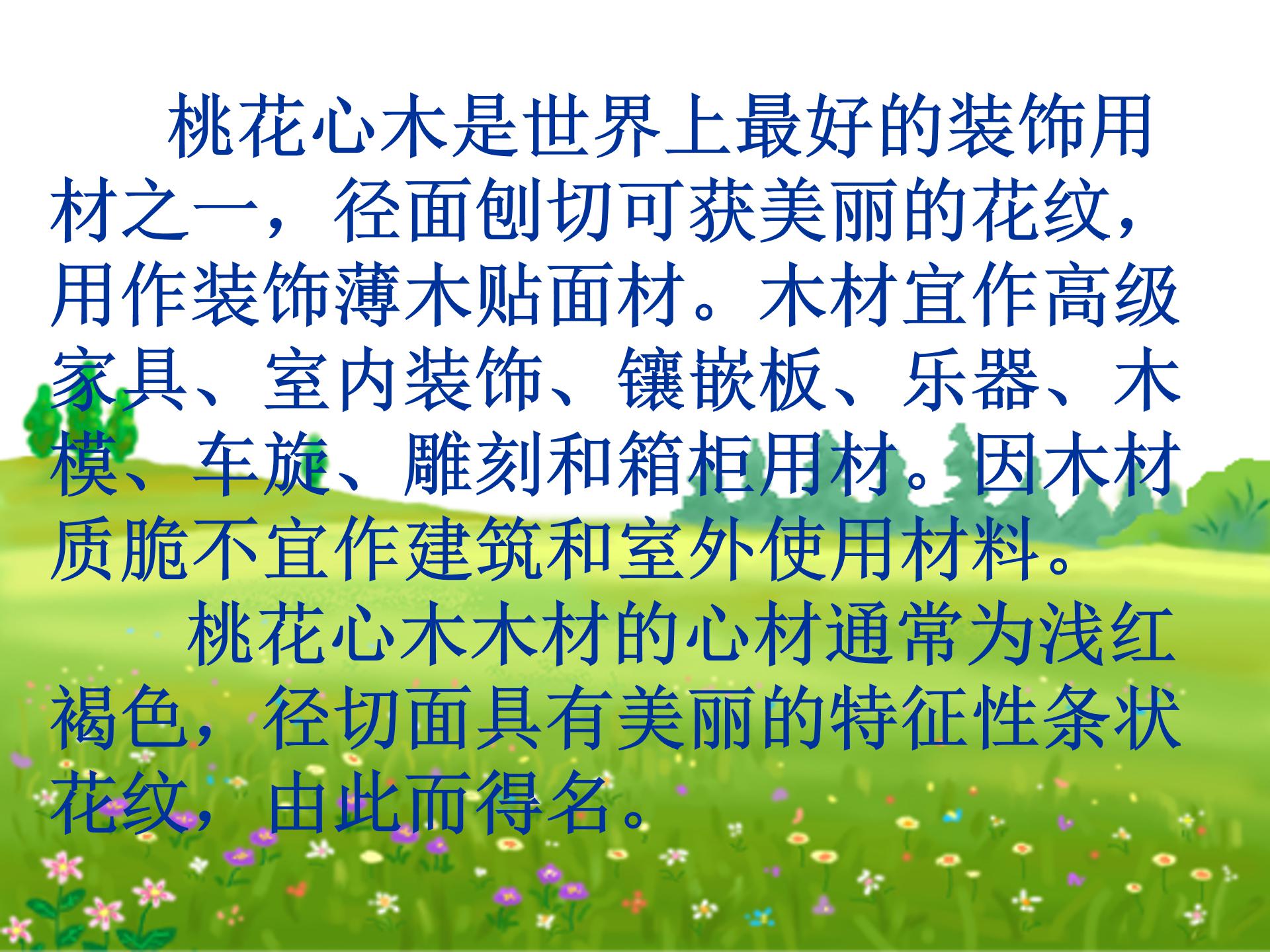 桃花心木ppt模板