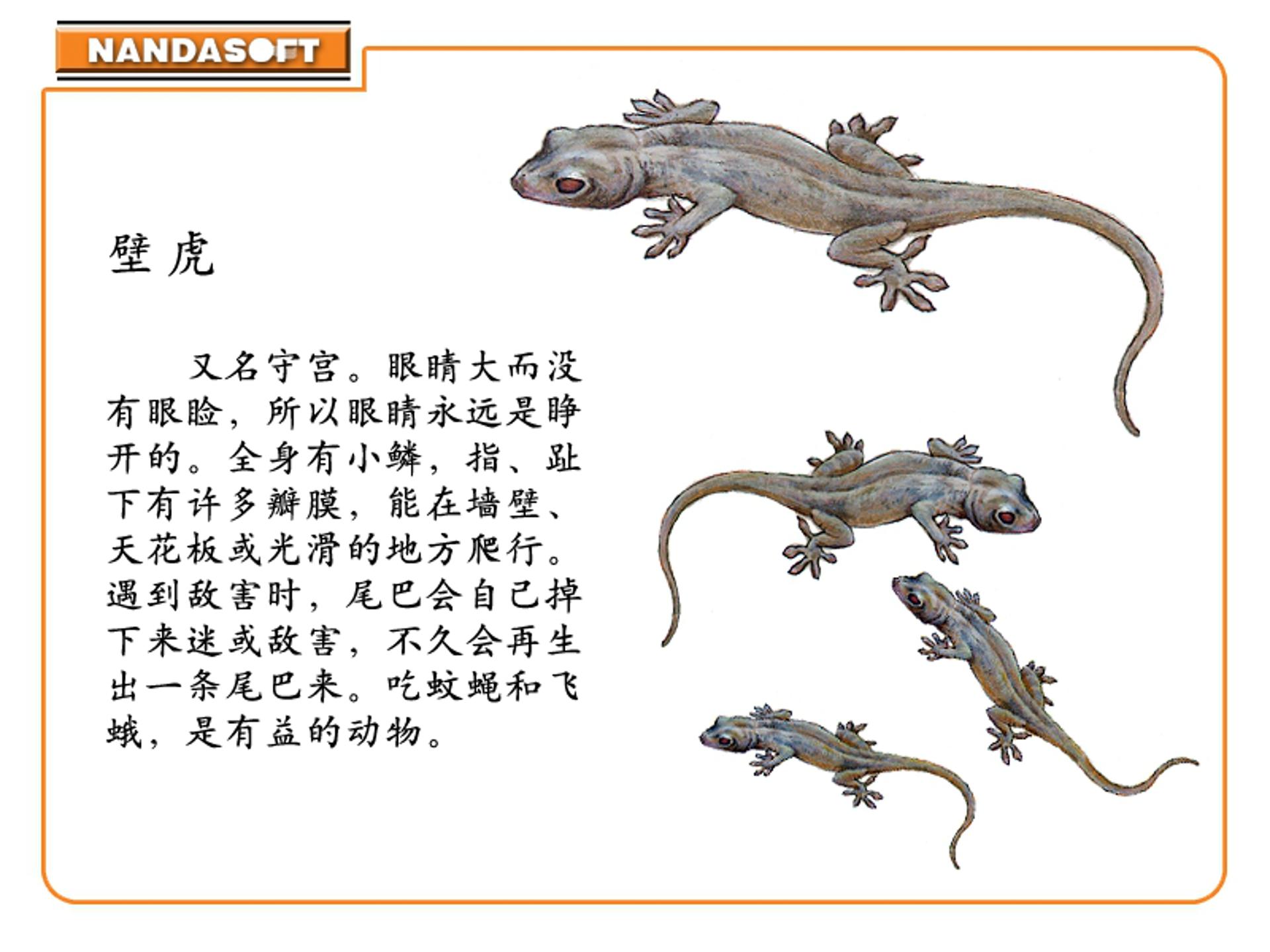 小壁虎借尾巴ppt模板