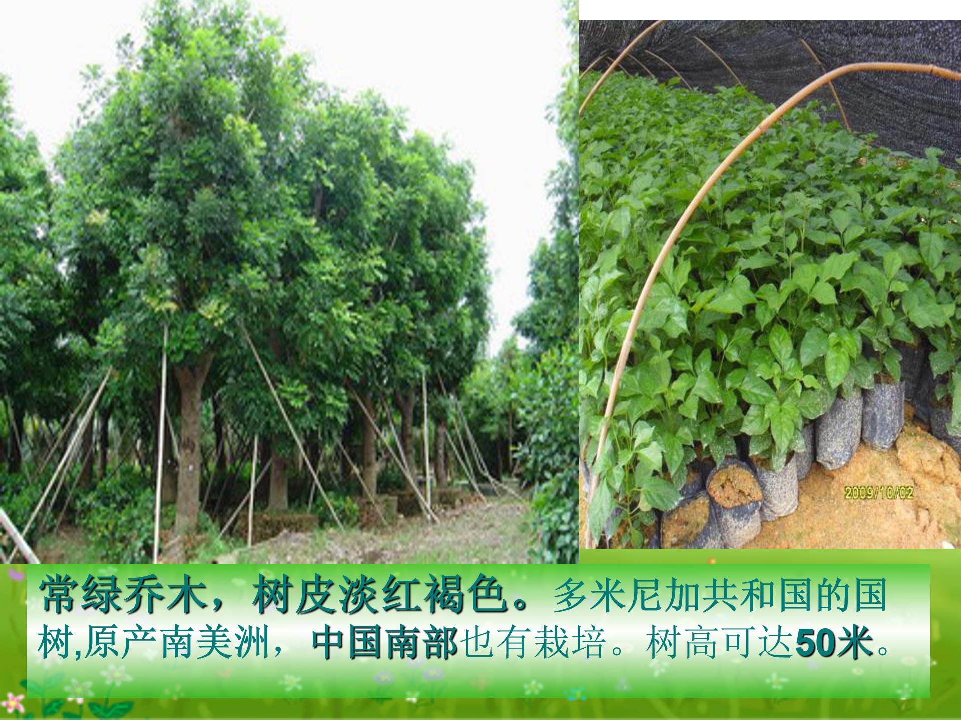 桃花心木ppt模板