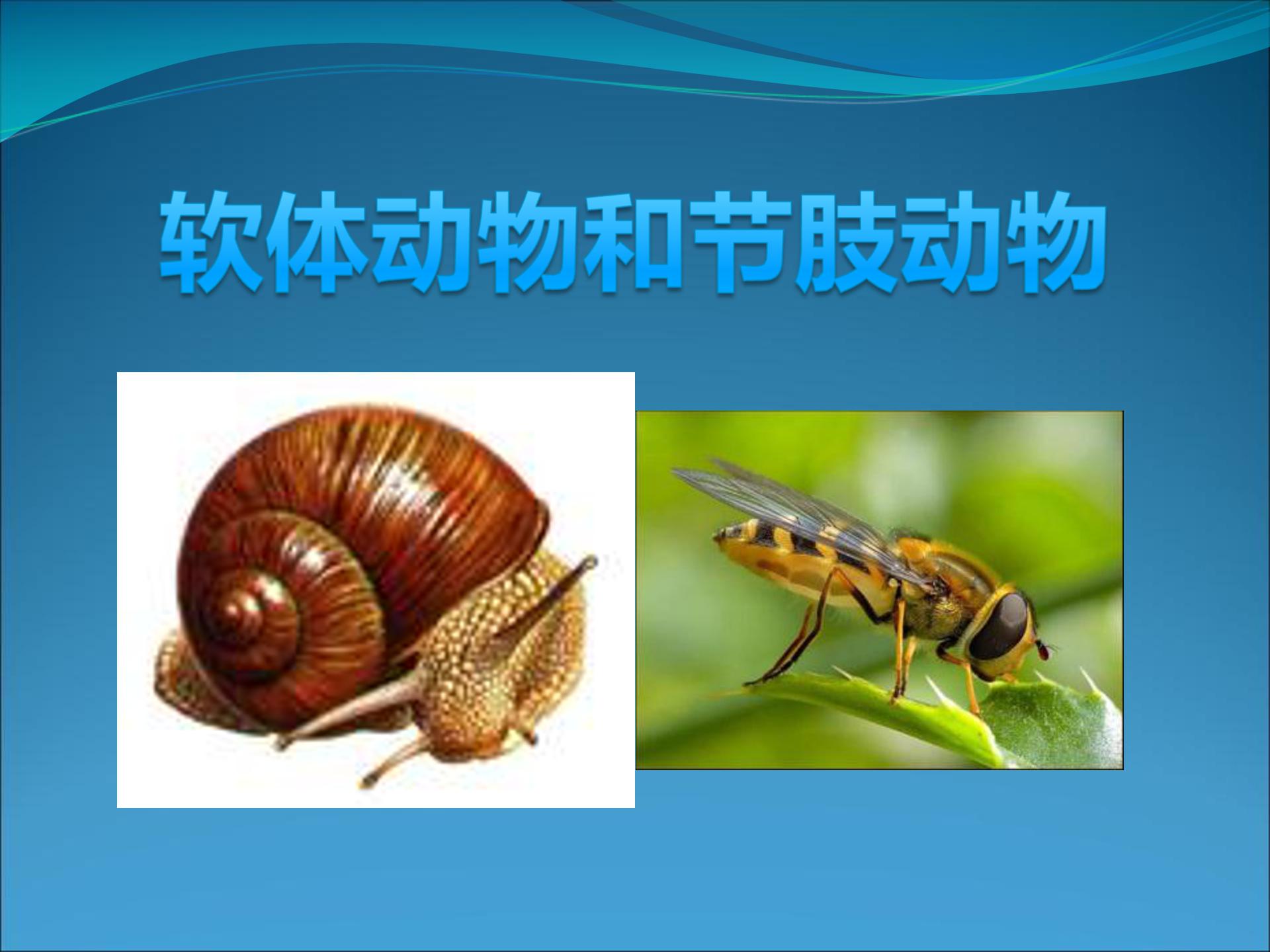 软体动物和节肢动物ppt模板