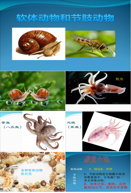 软体动物和节肢动物ppt模板