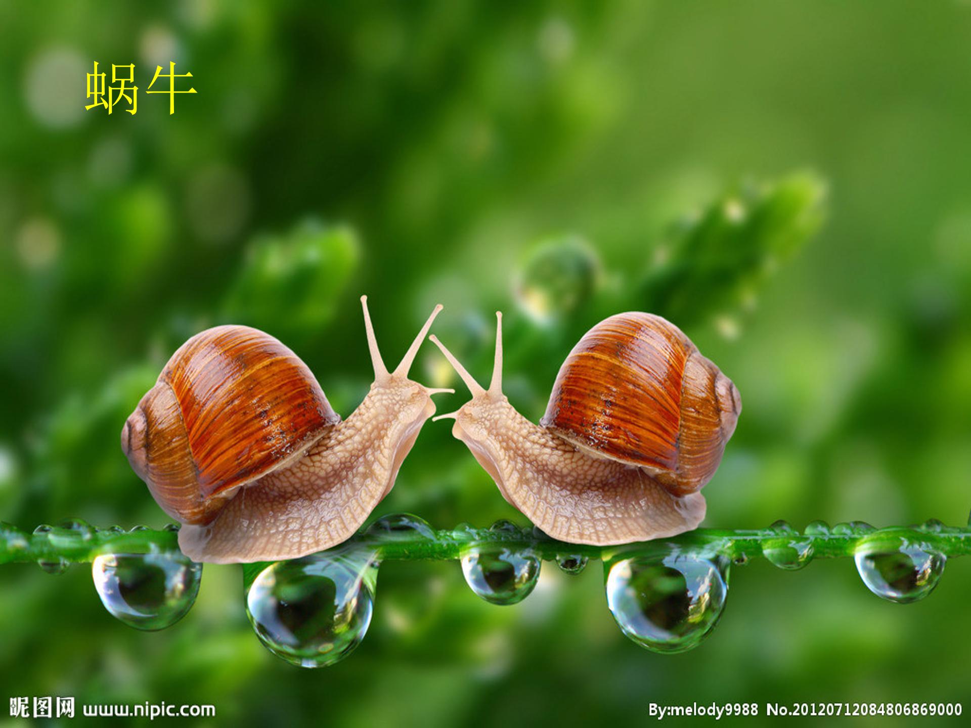 软体动物和节肢动物ppt模板