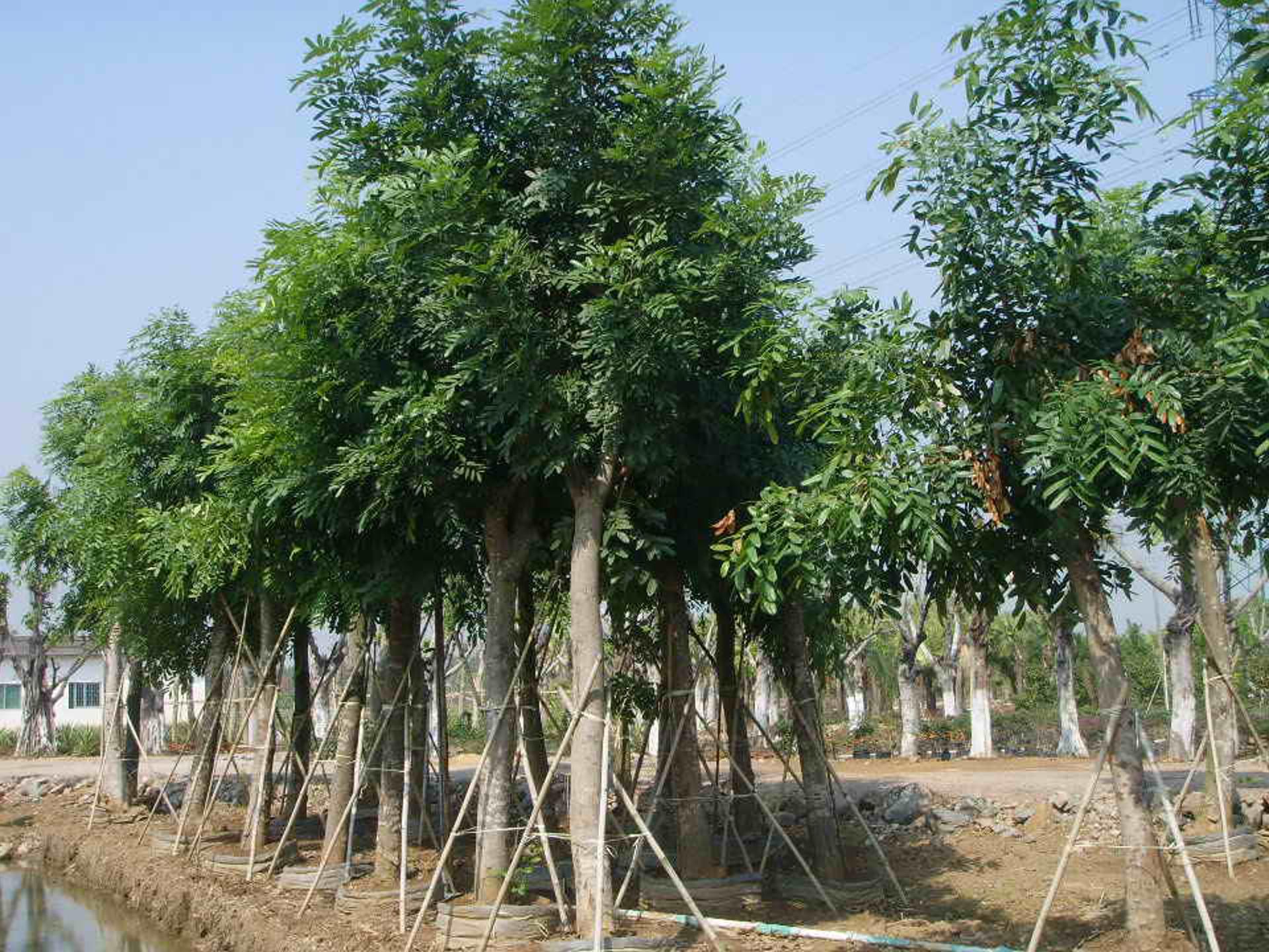 桃花心木ppt模板