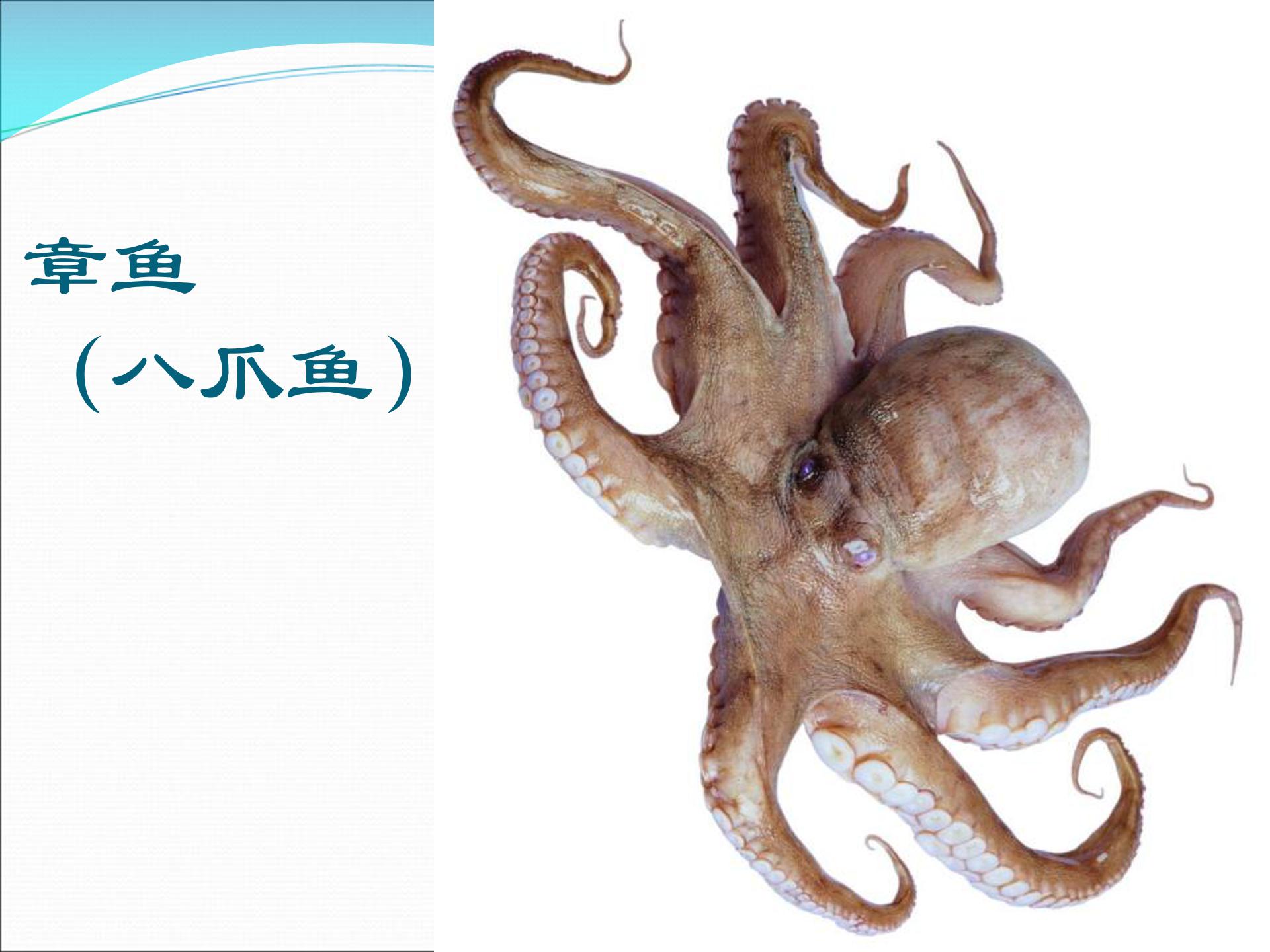 软体动物和节肢动物ppt模板