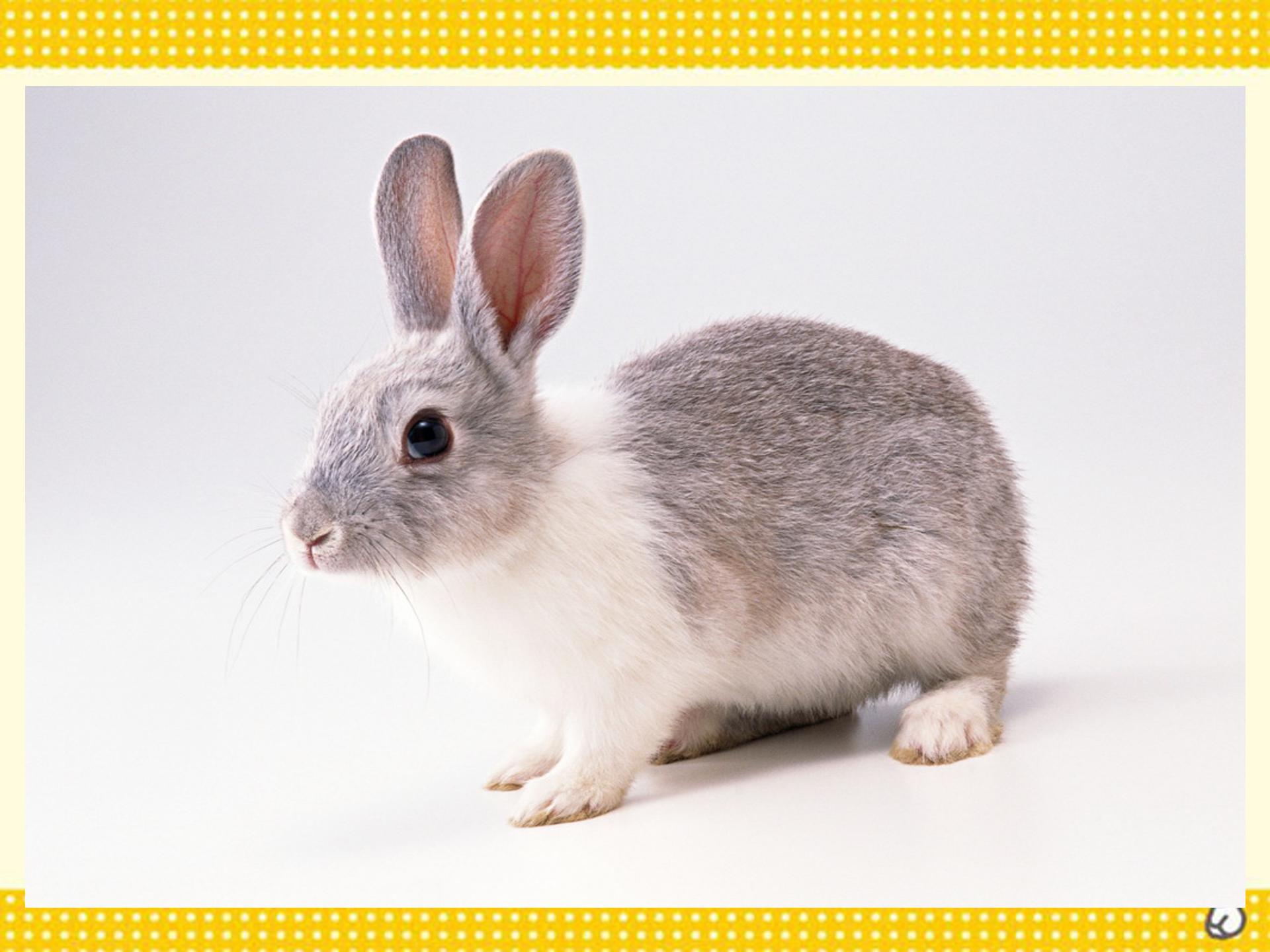 数学数学广角ppt模板