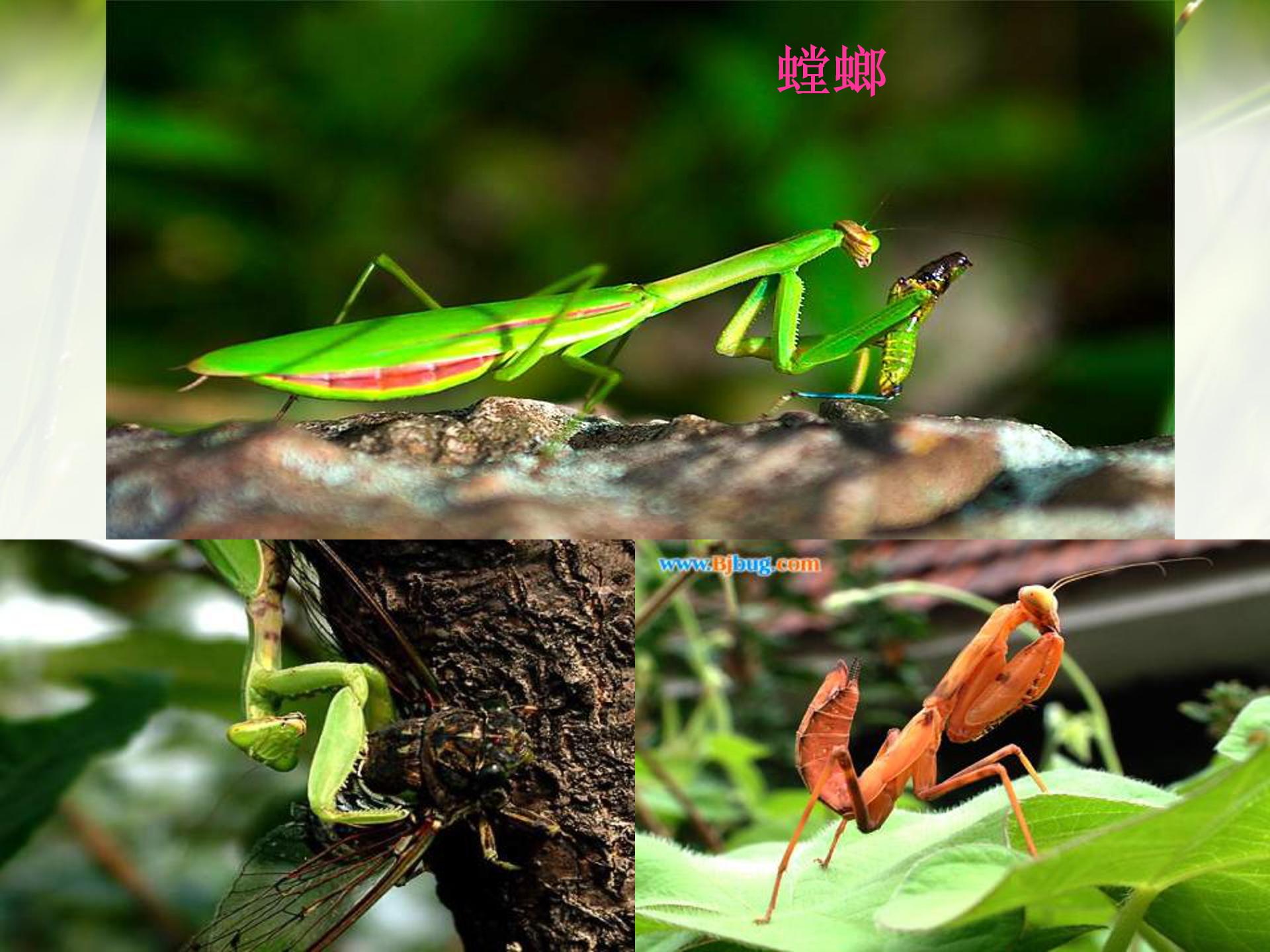 绿色蝈蝈ppt课件