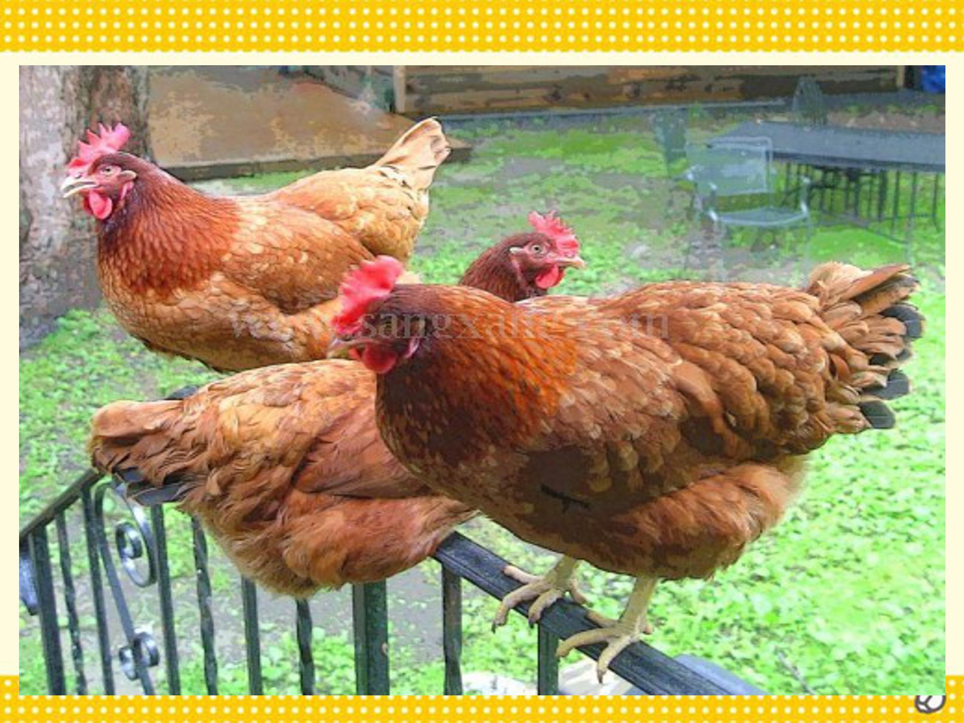 数学数学广角ppt模板