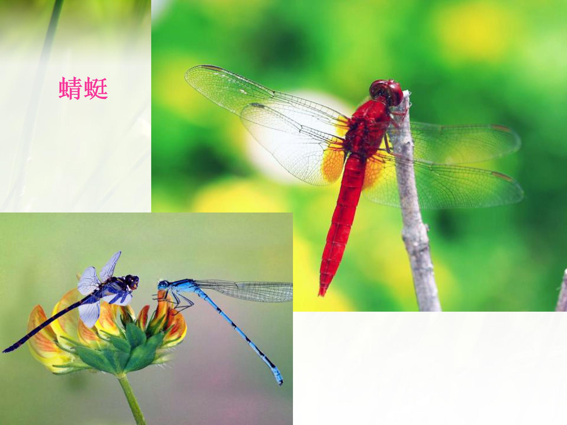 绿色蝈蝈ppt课件