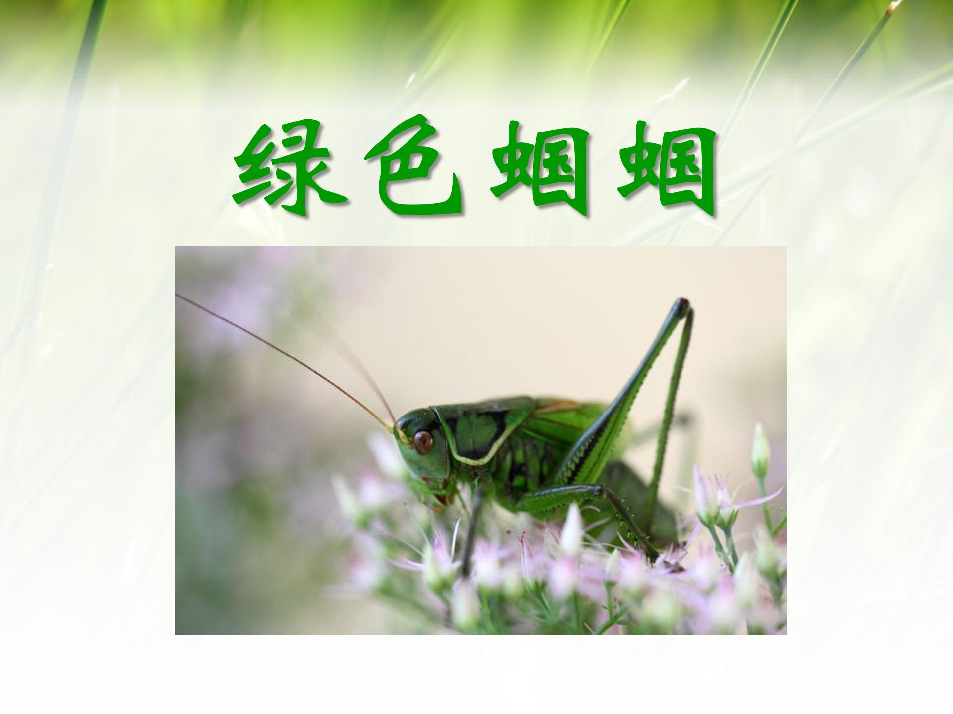 绿色蝈蝈ppt课件