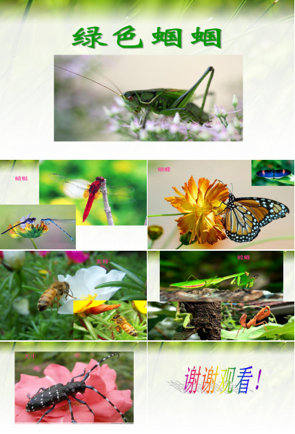 绿色蝈蝈ppt课件