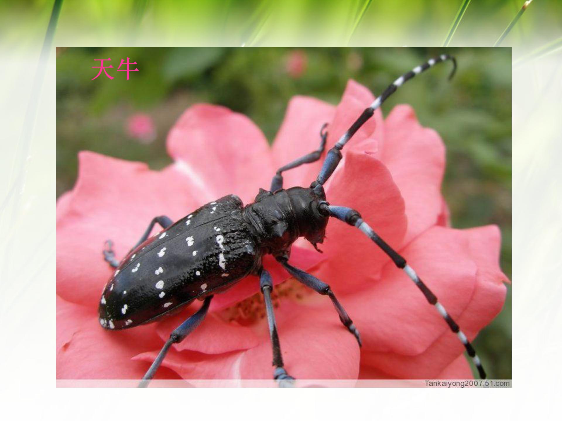 绿色蝈蝈ppt课件