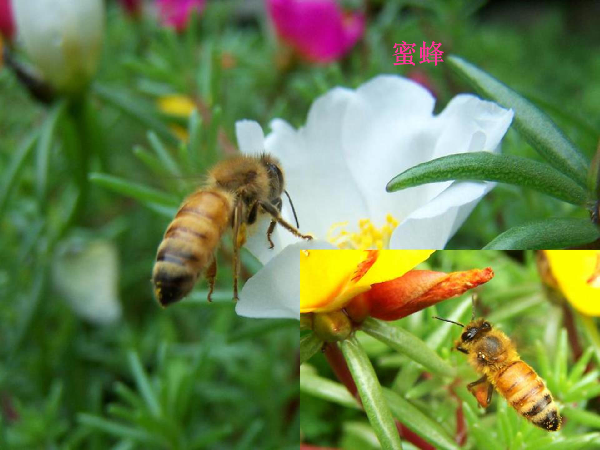 绿色蝈蝈ppt课件