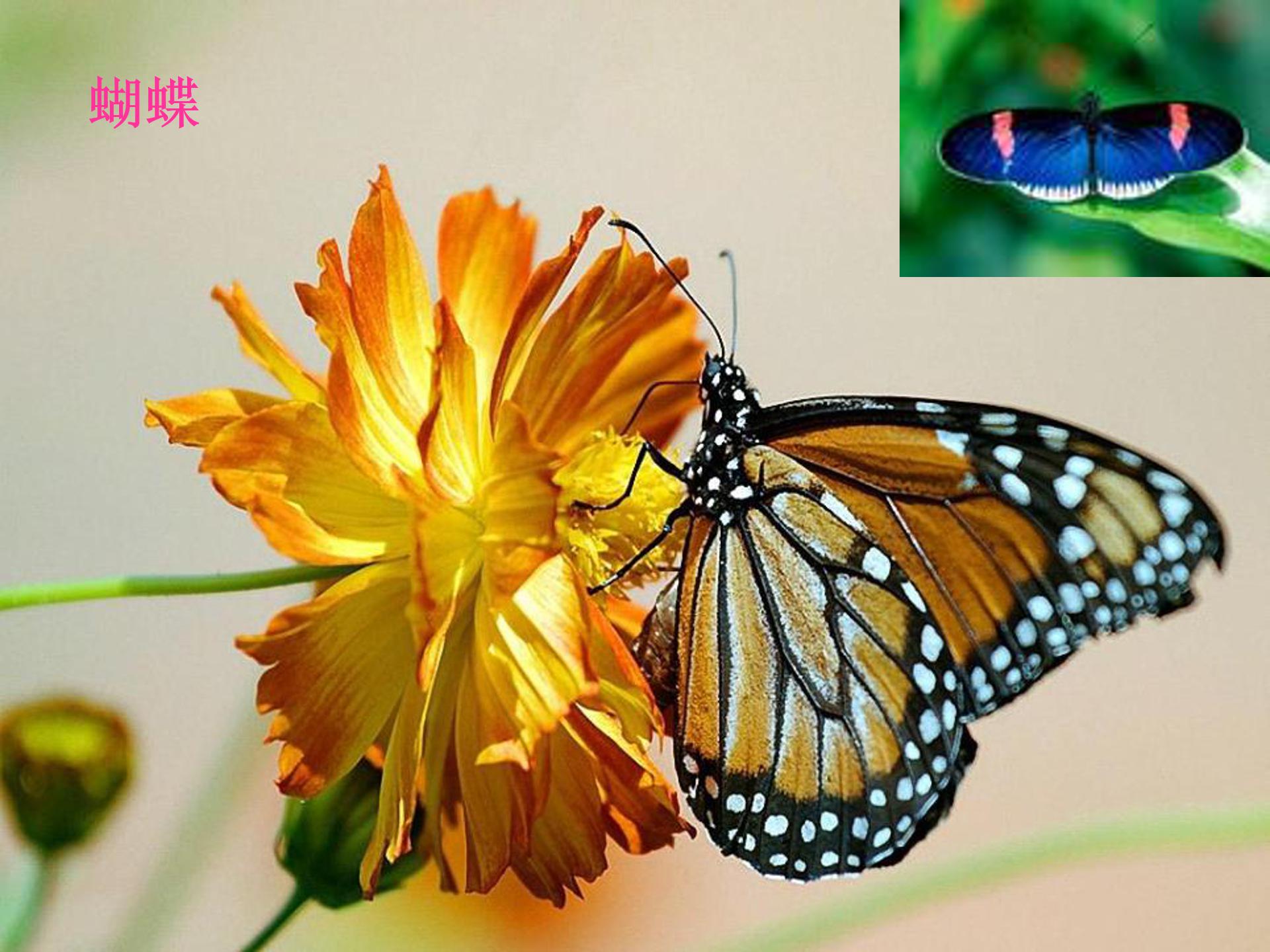 绿色蝈蝈ppt课件