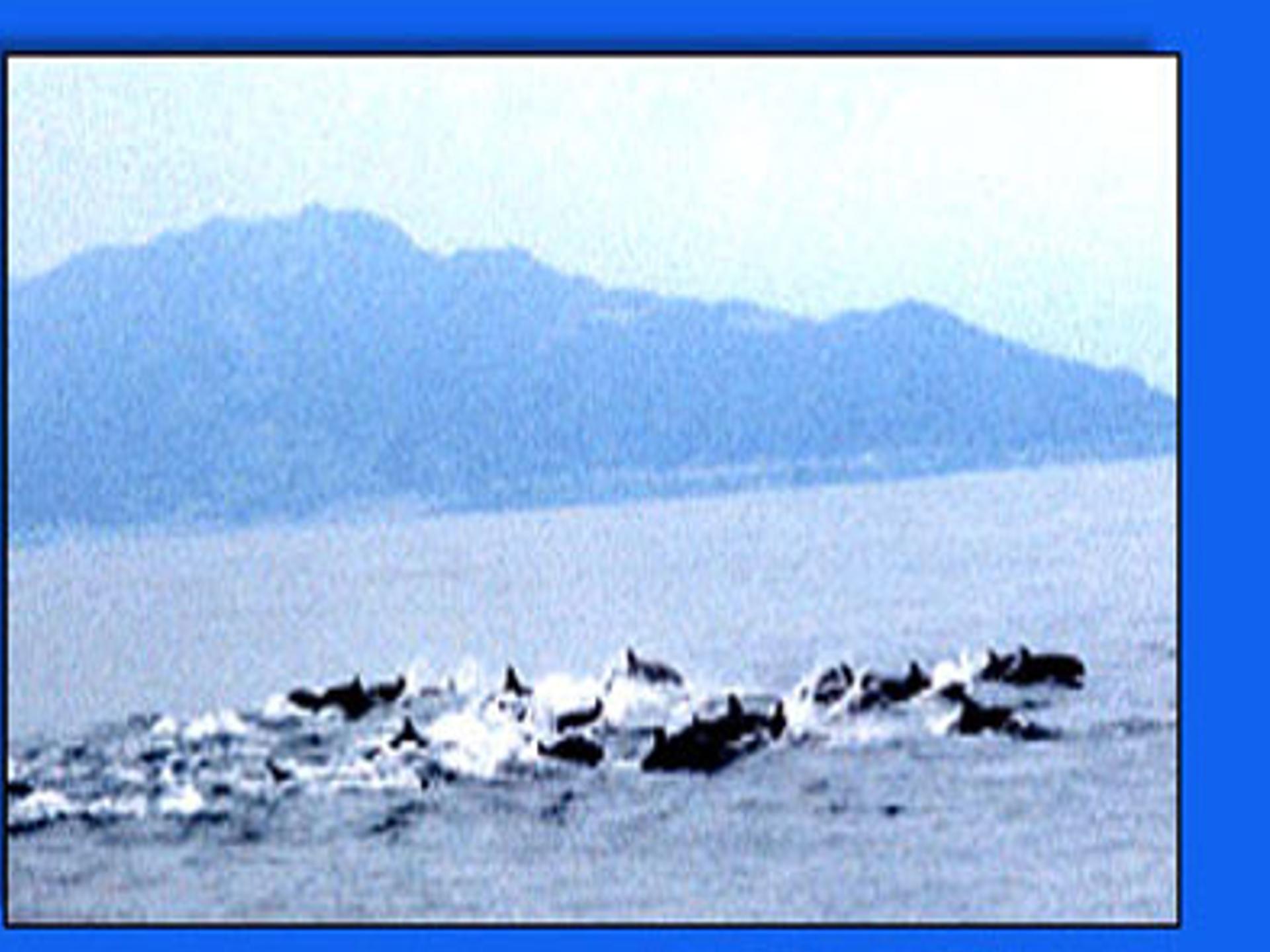 鲸ppt课件完美版